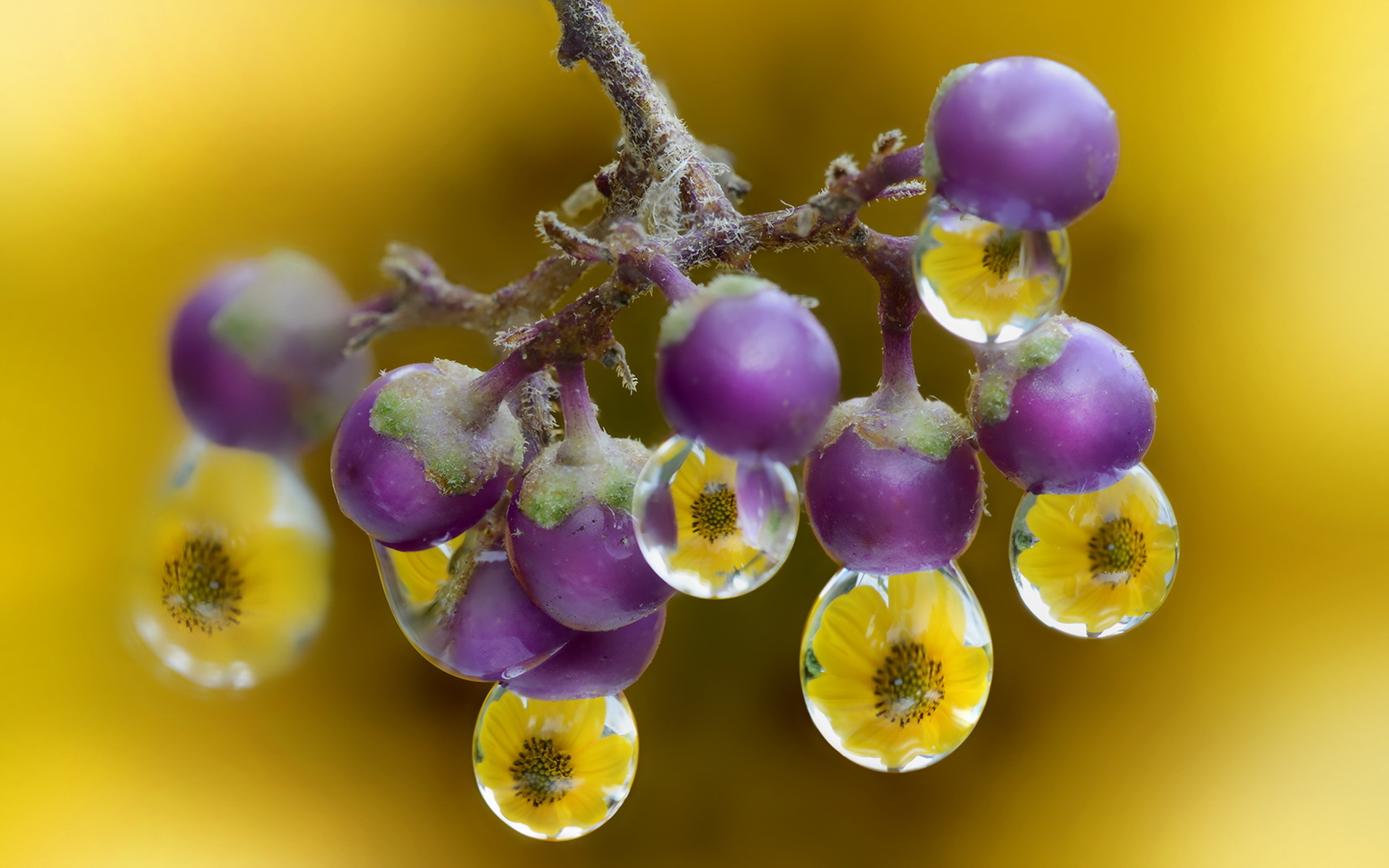 makryi, drop, природа