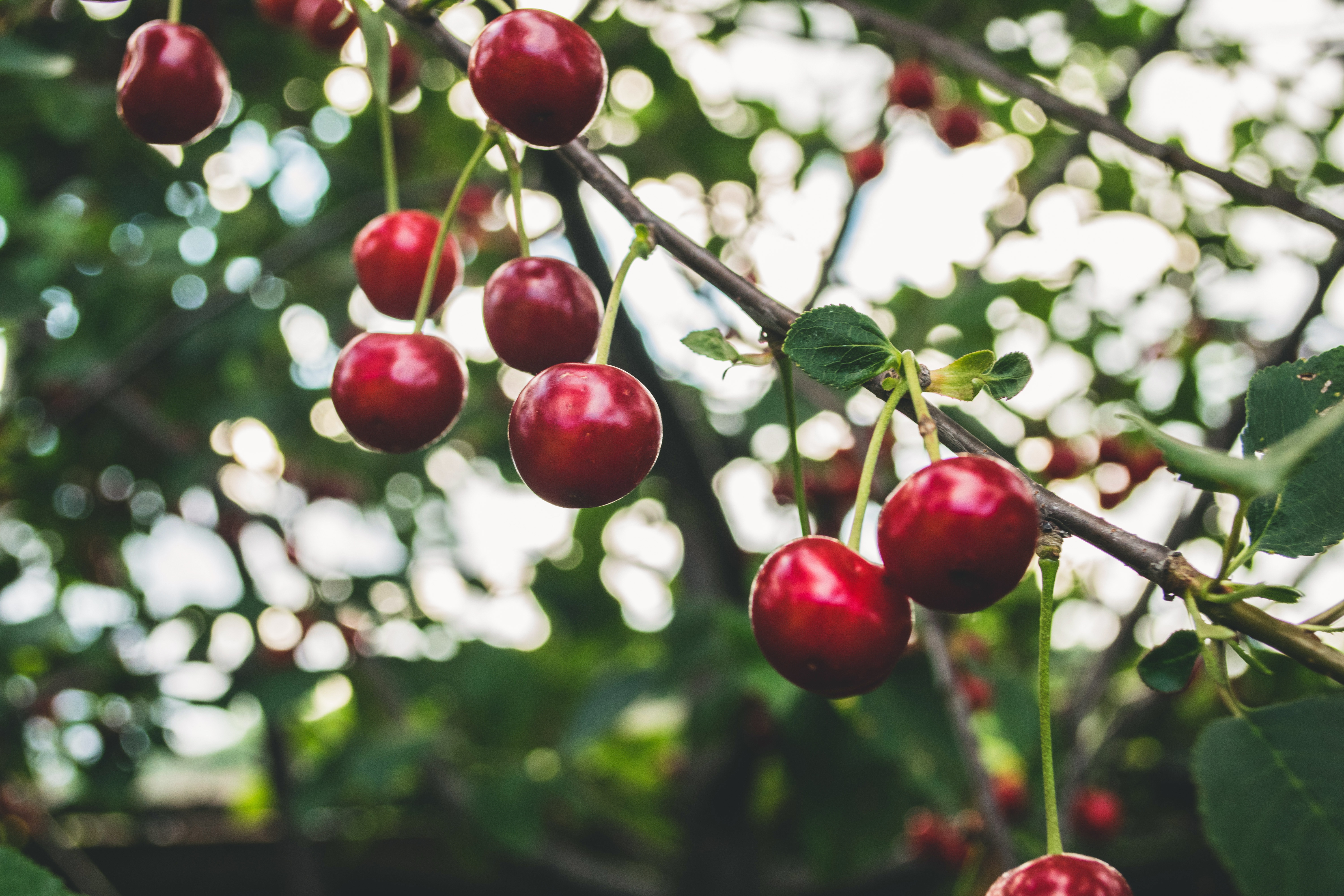 cherry, плод, garden