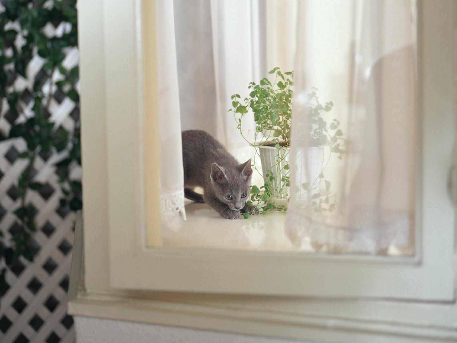 есть кошка, которая сидит в подоконнике