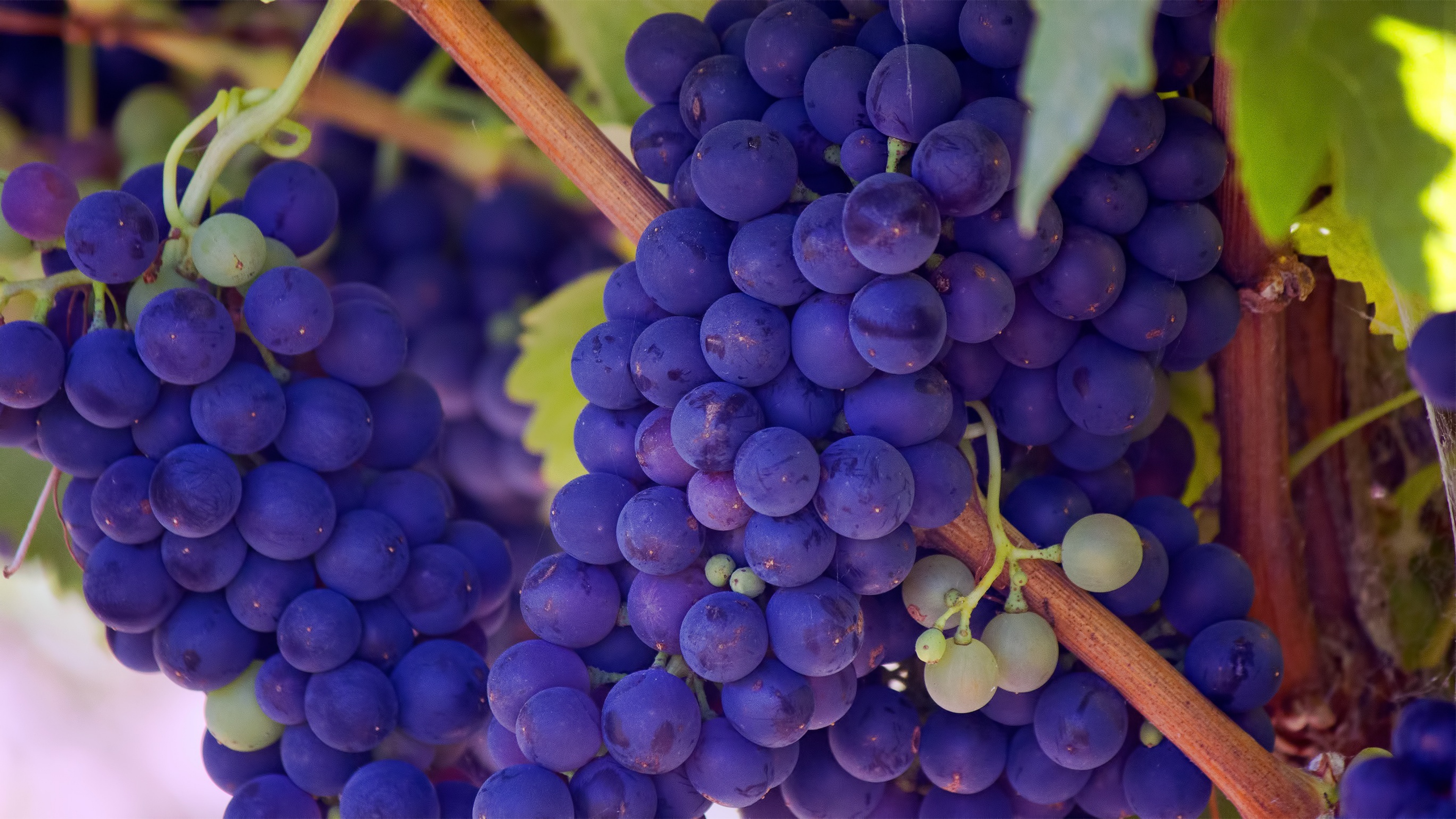 синий виноград гроздья бесплатно
