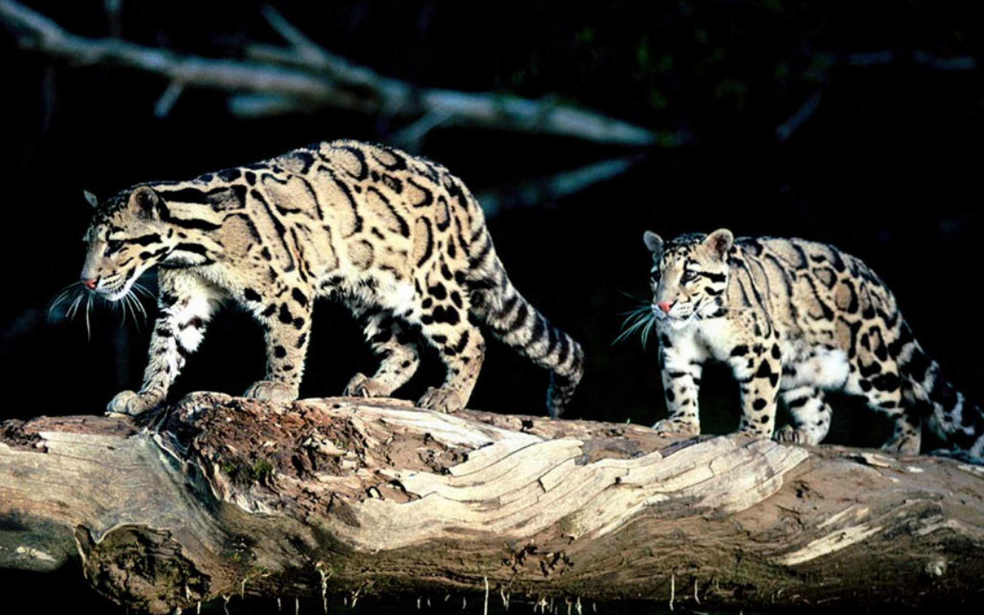 леопард, дымчатый, леопарды