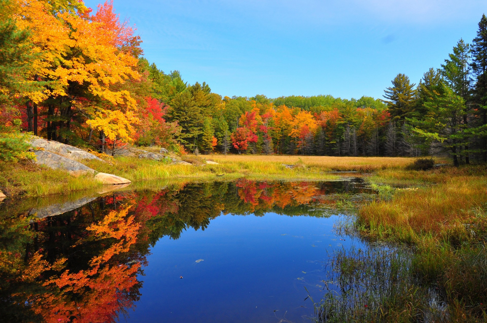 твердой древесины