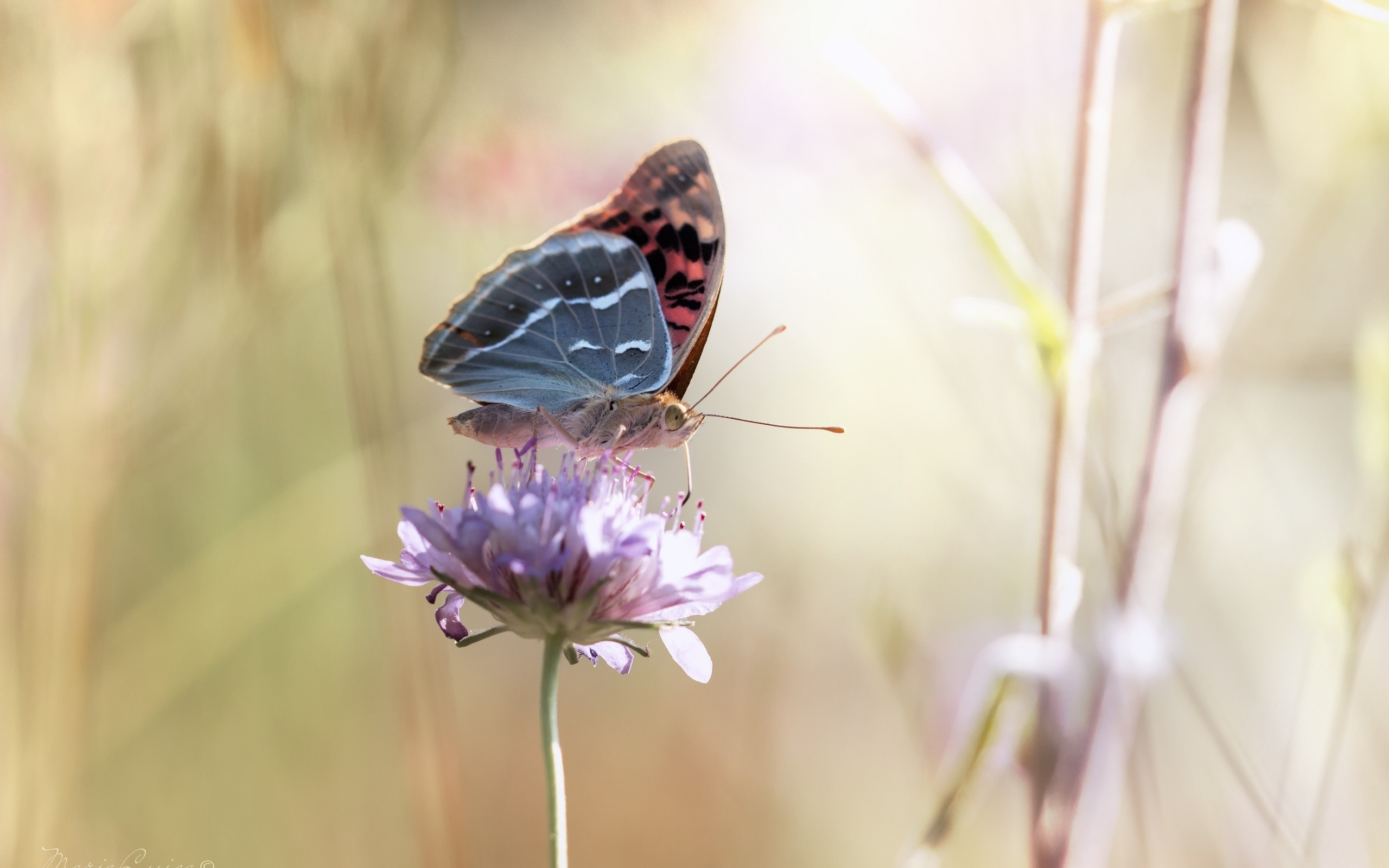 download, butterfly, view