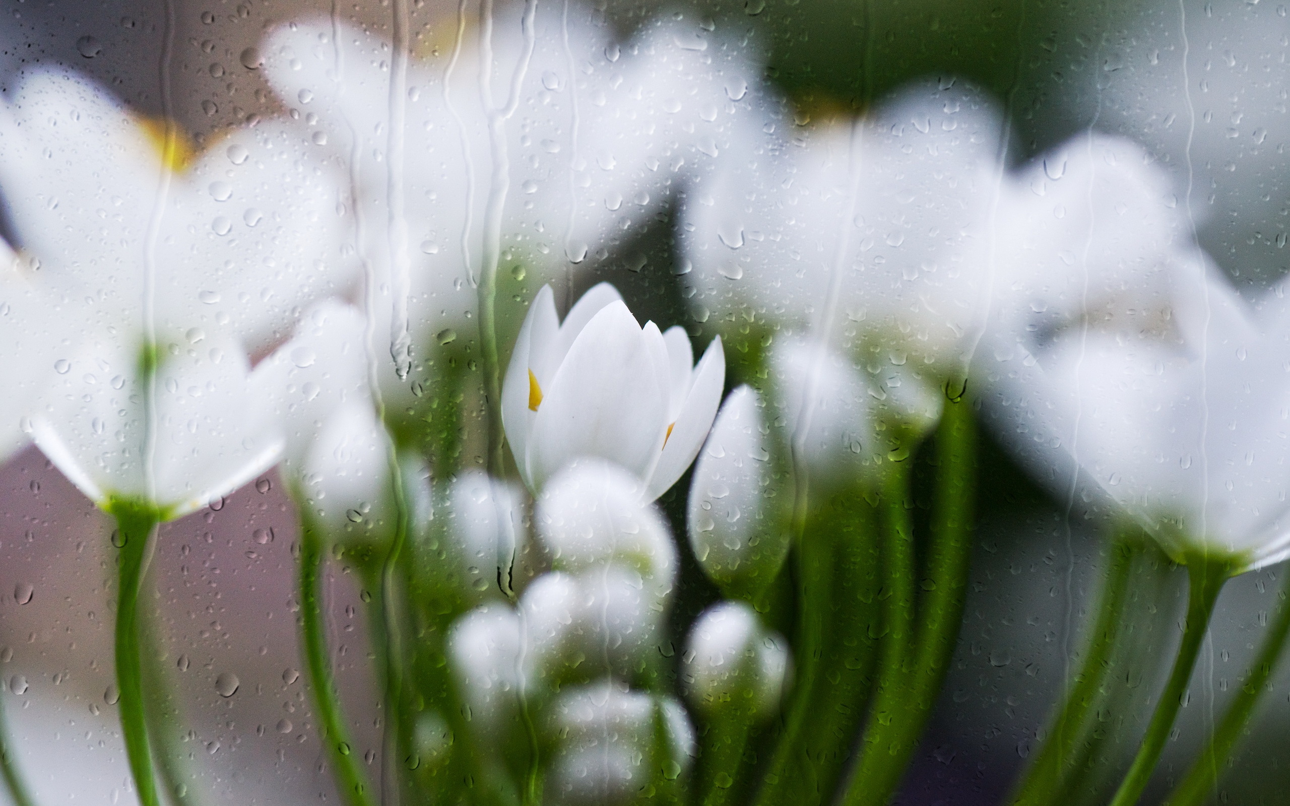 природа цветы весна дождь скачать