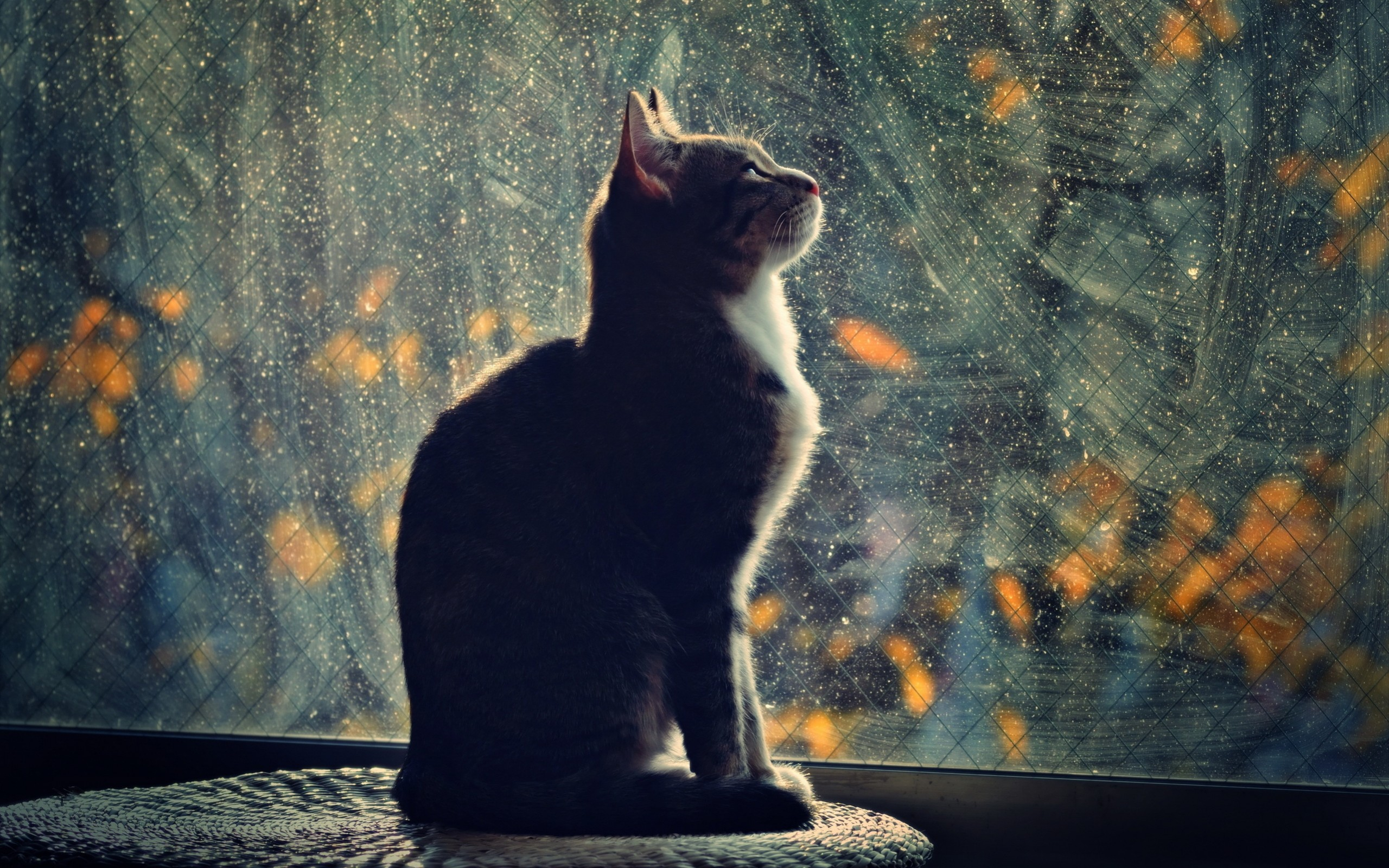 окно, смотрит, кот