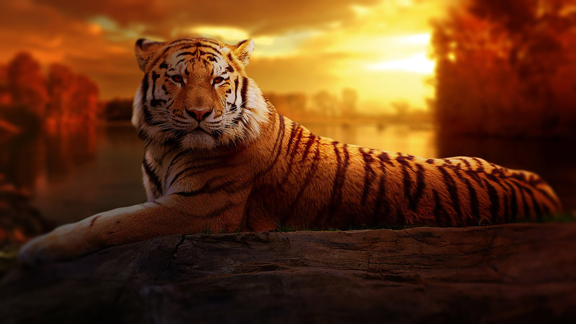 природа животные тигр голова скачать