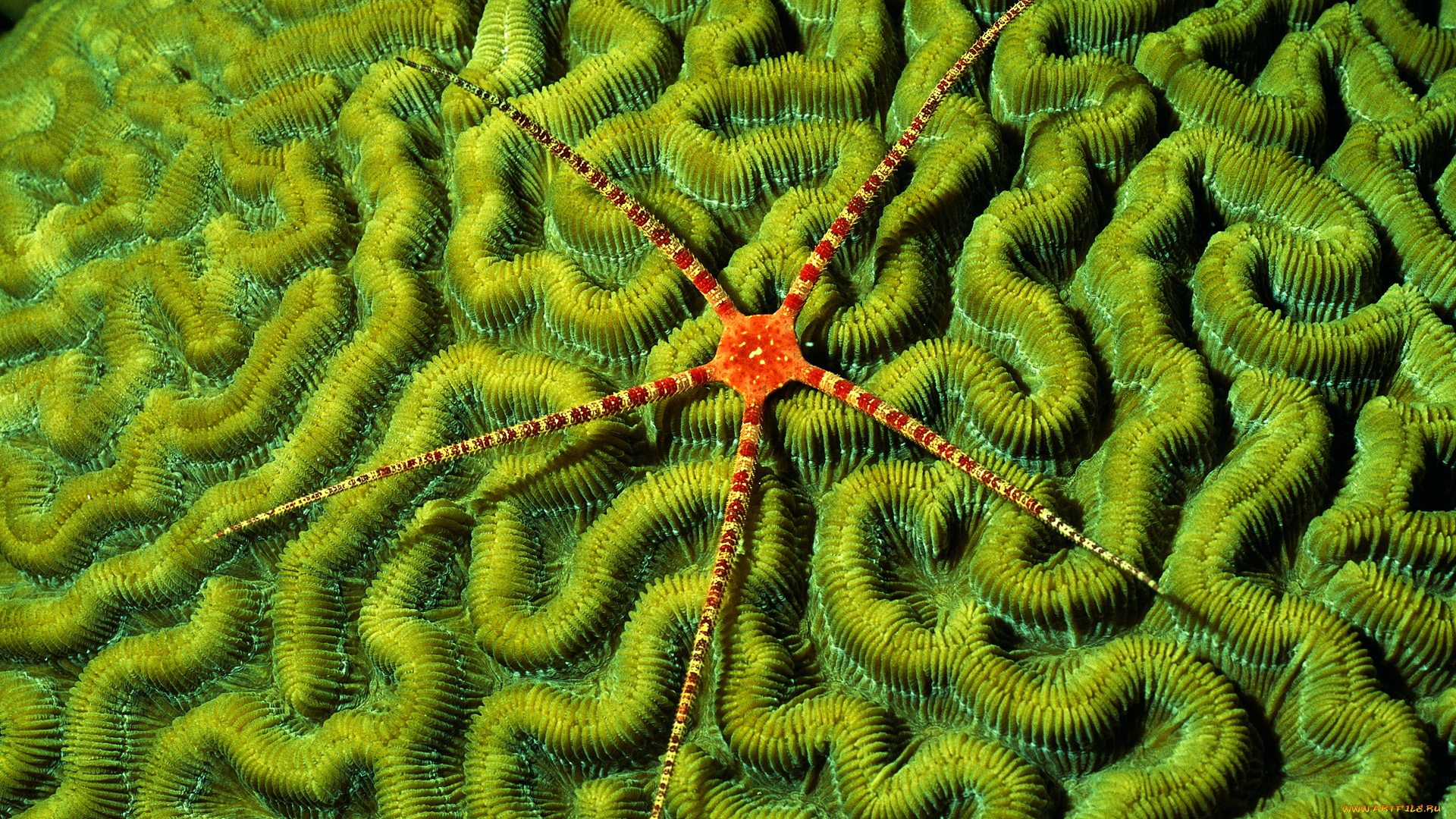 biologia, hoje, livro