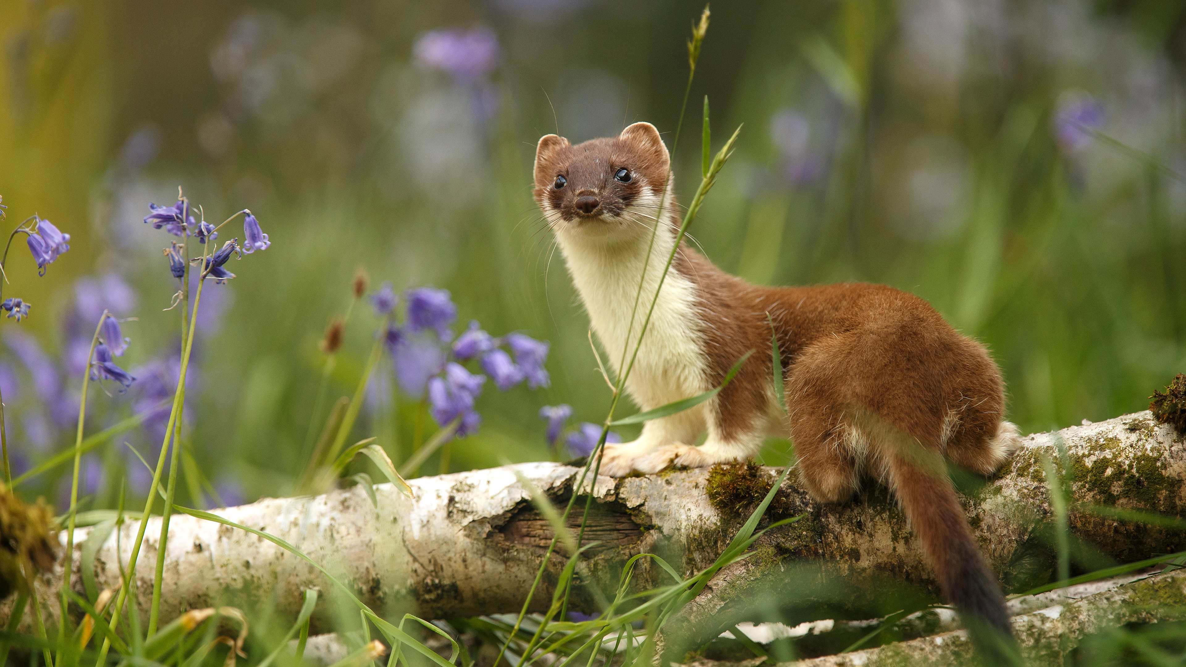 Фотки ласки. Куница белодушка. Куница Соболь горностай. Ласка обыкновенная (Mustela nivalis). Куница Сибирская.