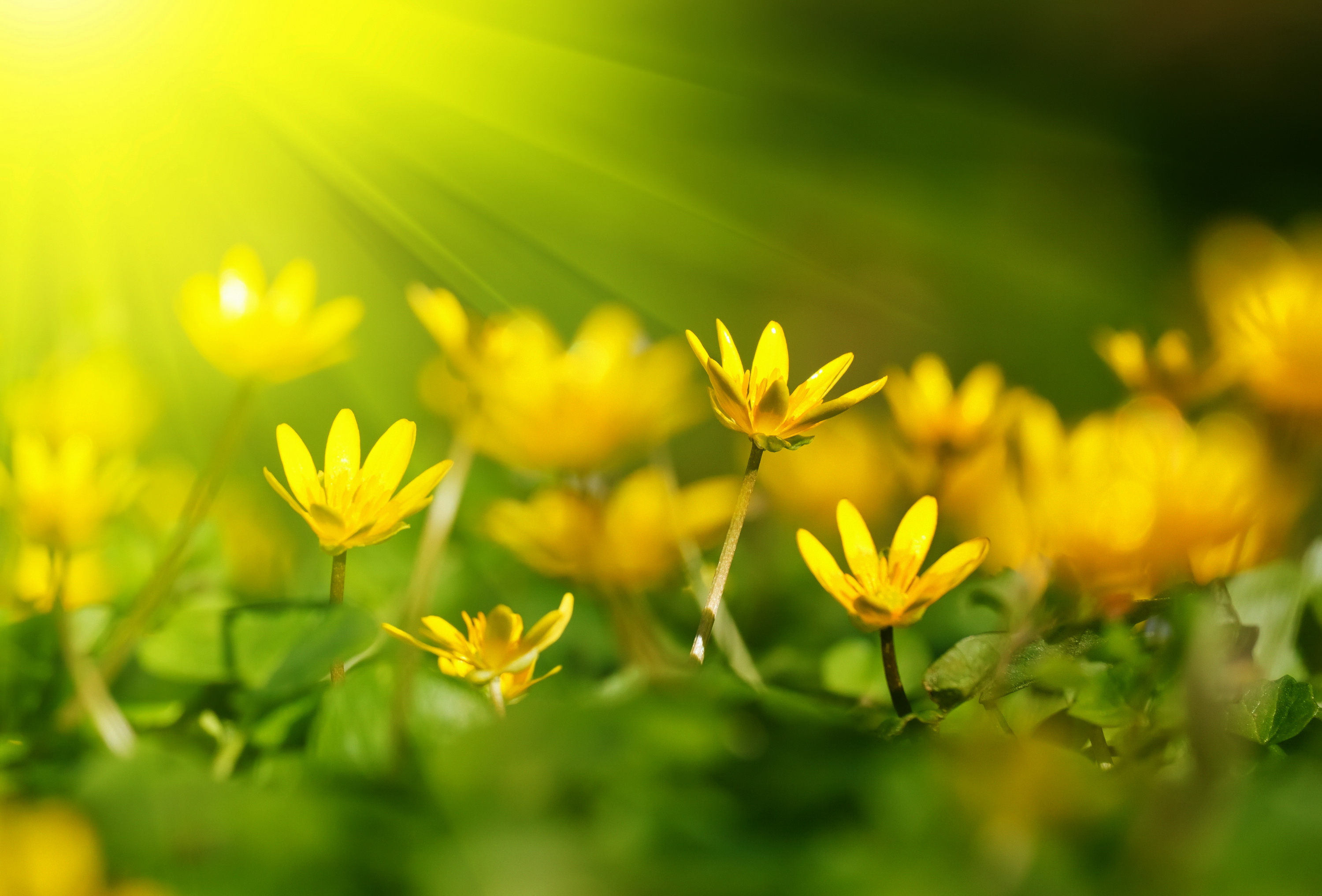 Весеннее настроение солнце. Жёлтый цветок. Цветы на фоне солнца. Цветы в солнечных лучах. Цветы в лучах солнца.