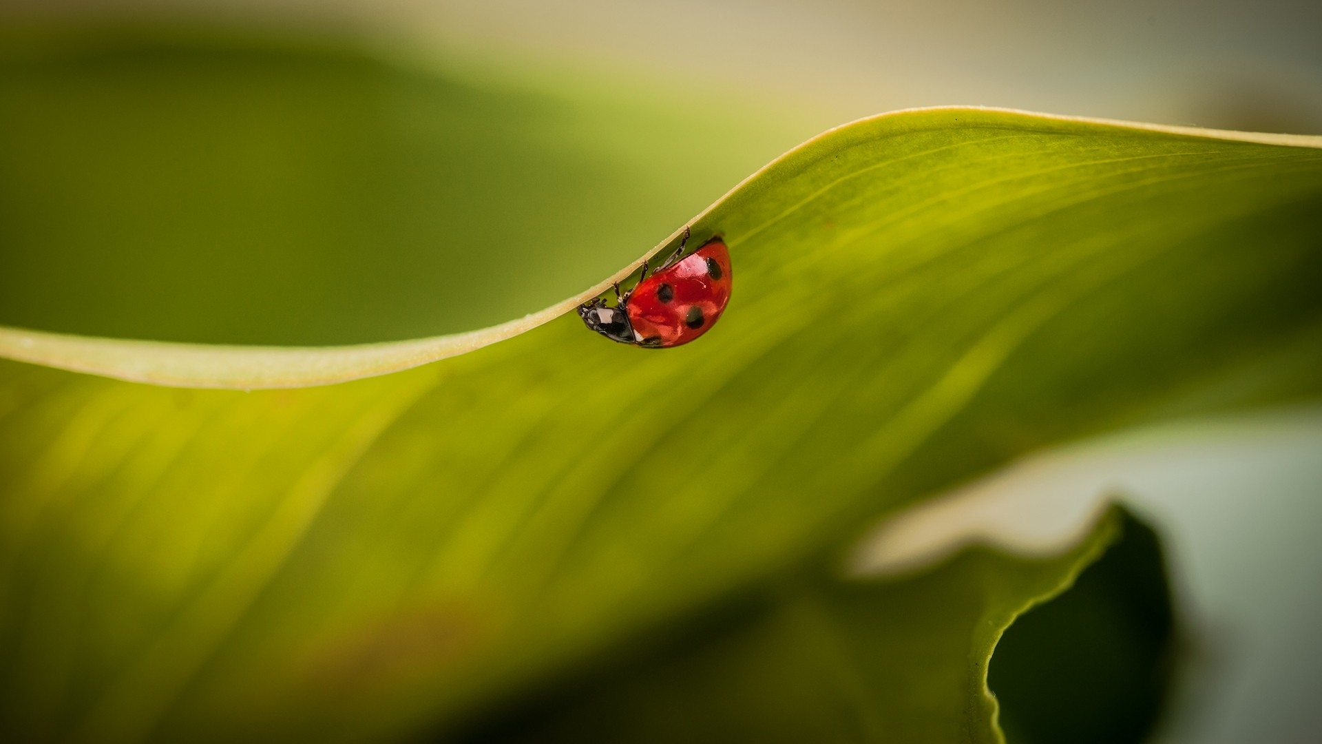 high, ladybug, desktop