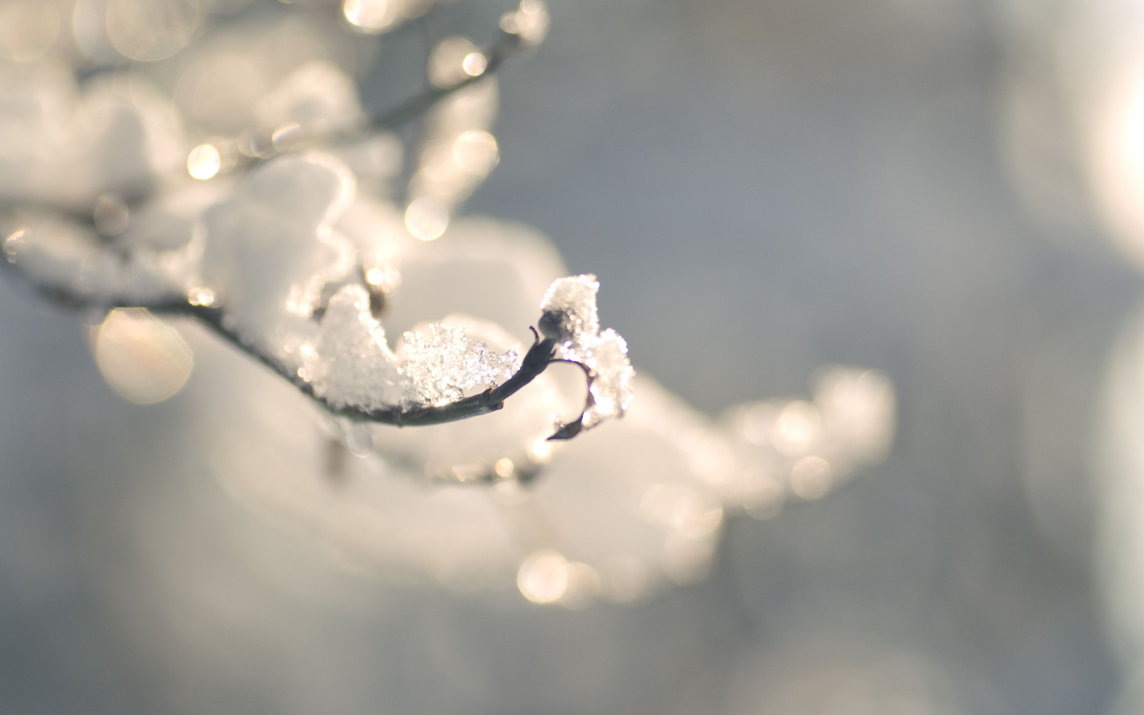 winter, branch, конец