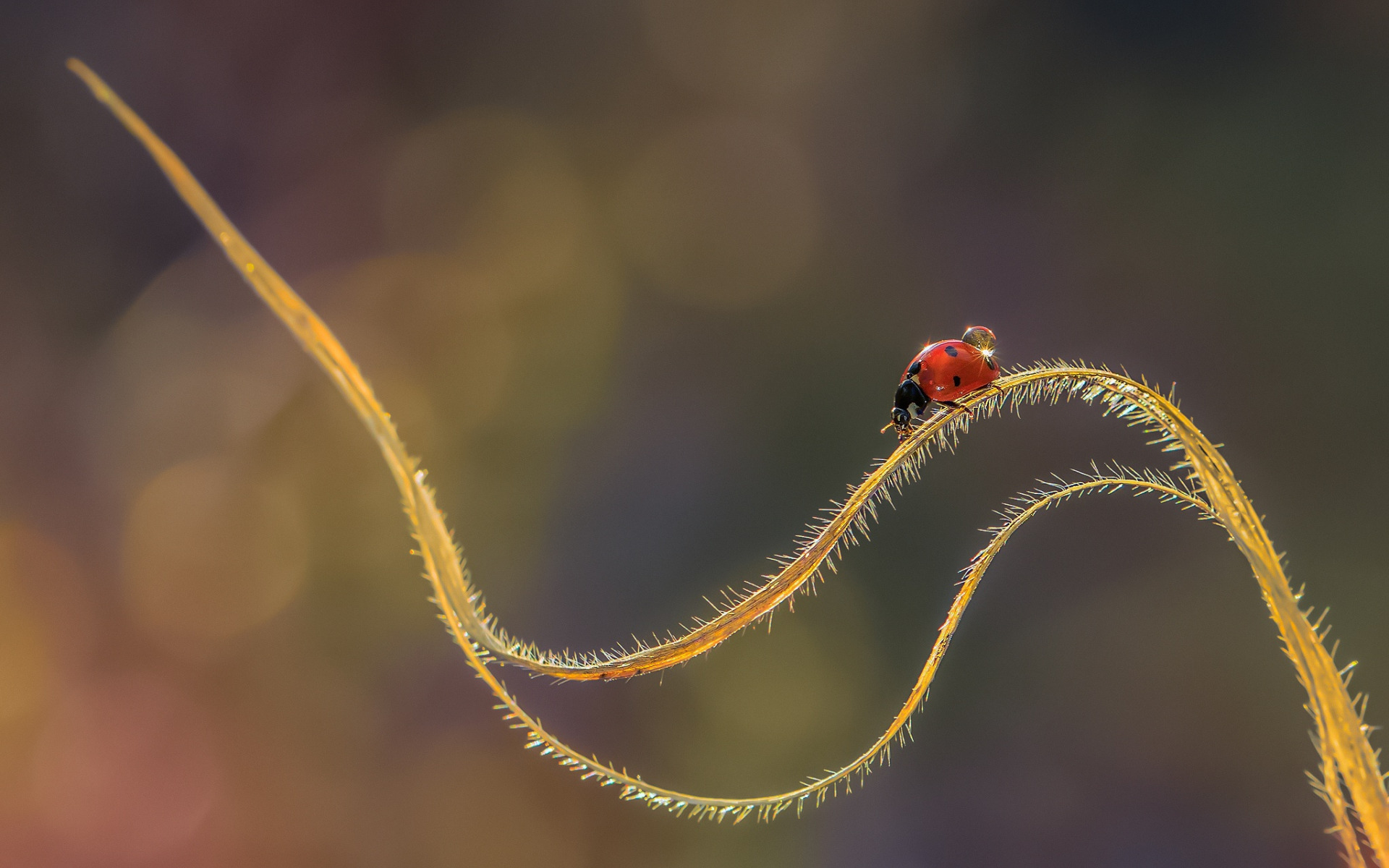 ladybug