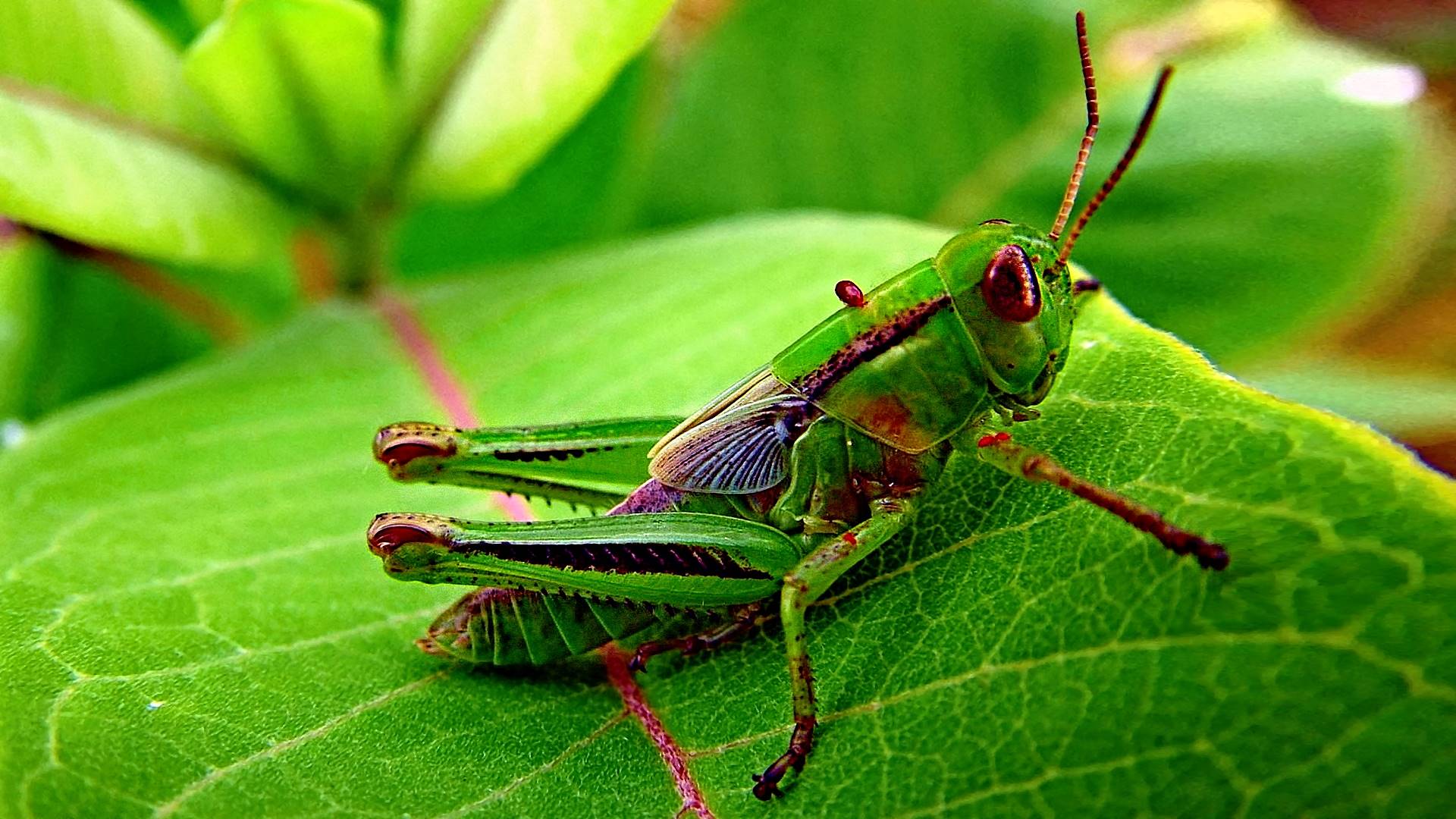 кузнец, ассенд, насекомое