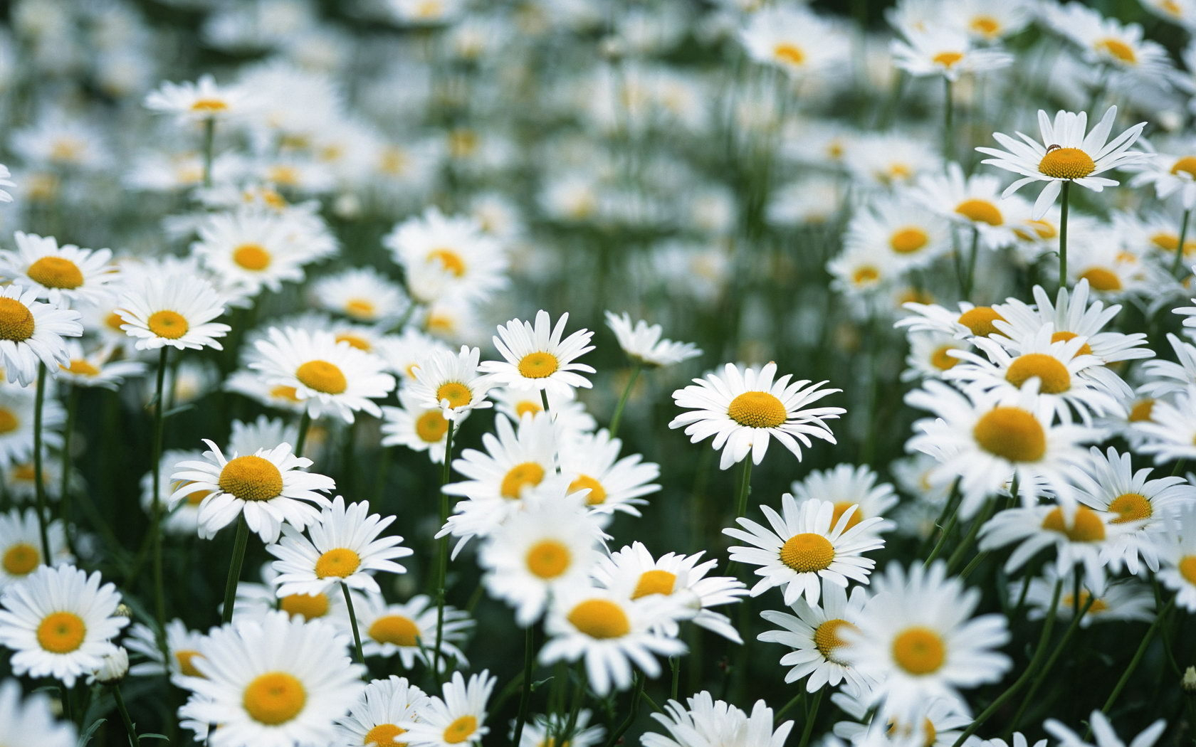 в поле много белых и желтых цветов