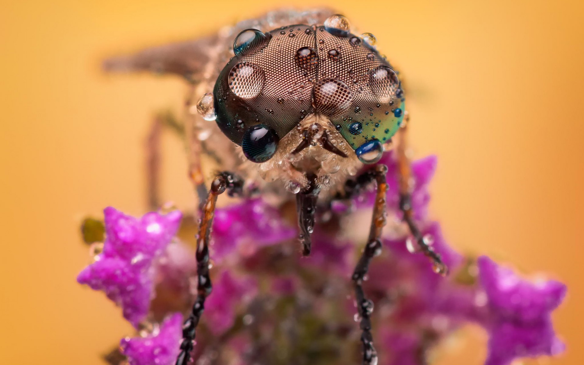 pictures, drops, photos