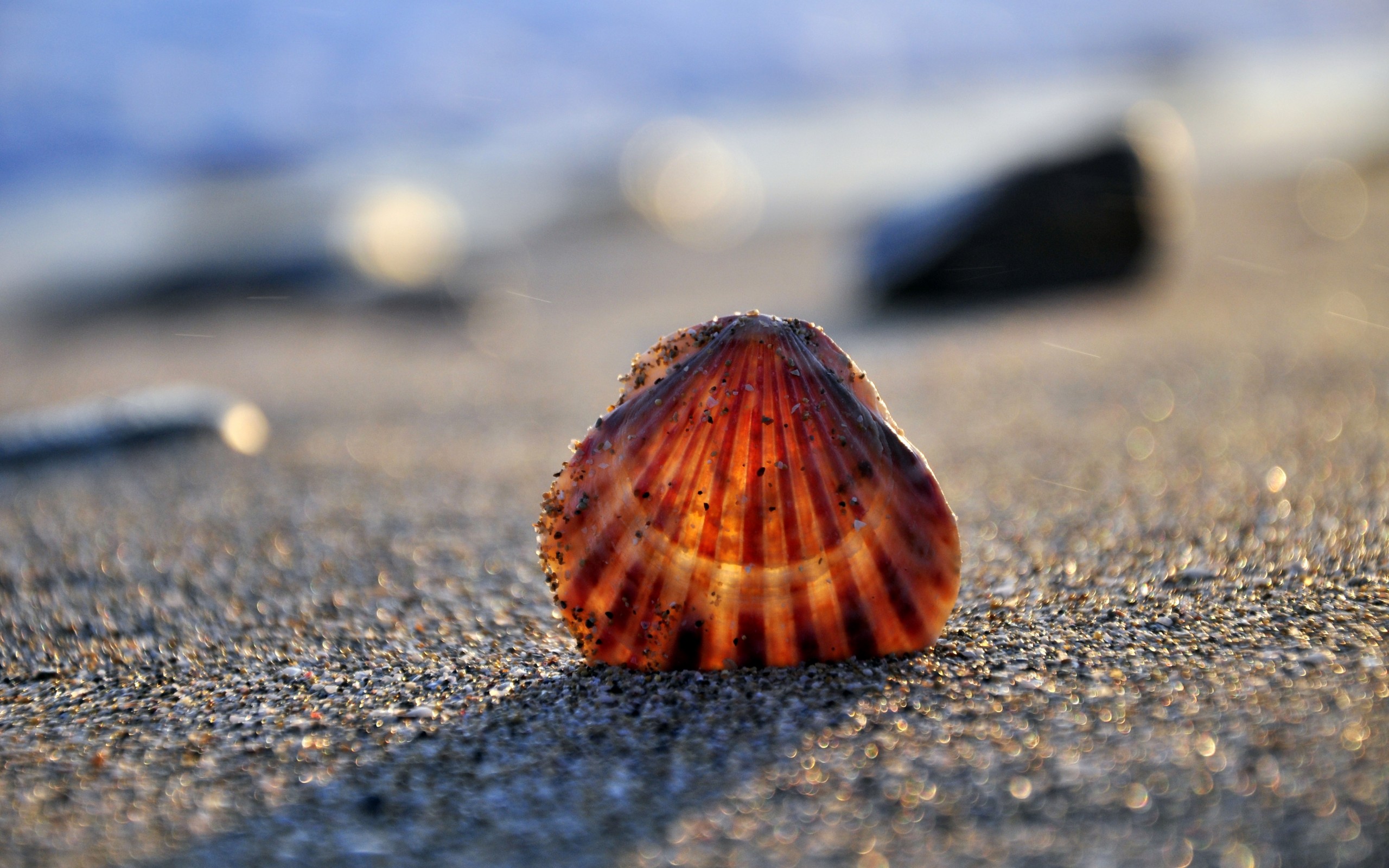 макро, море, seashell