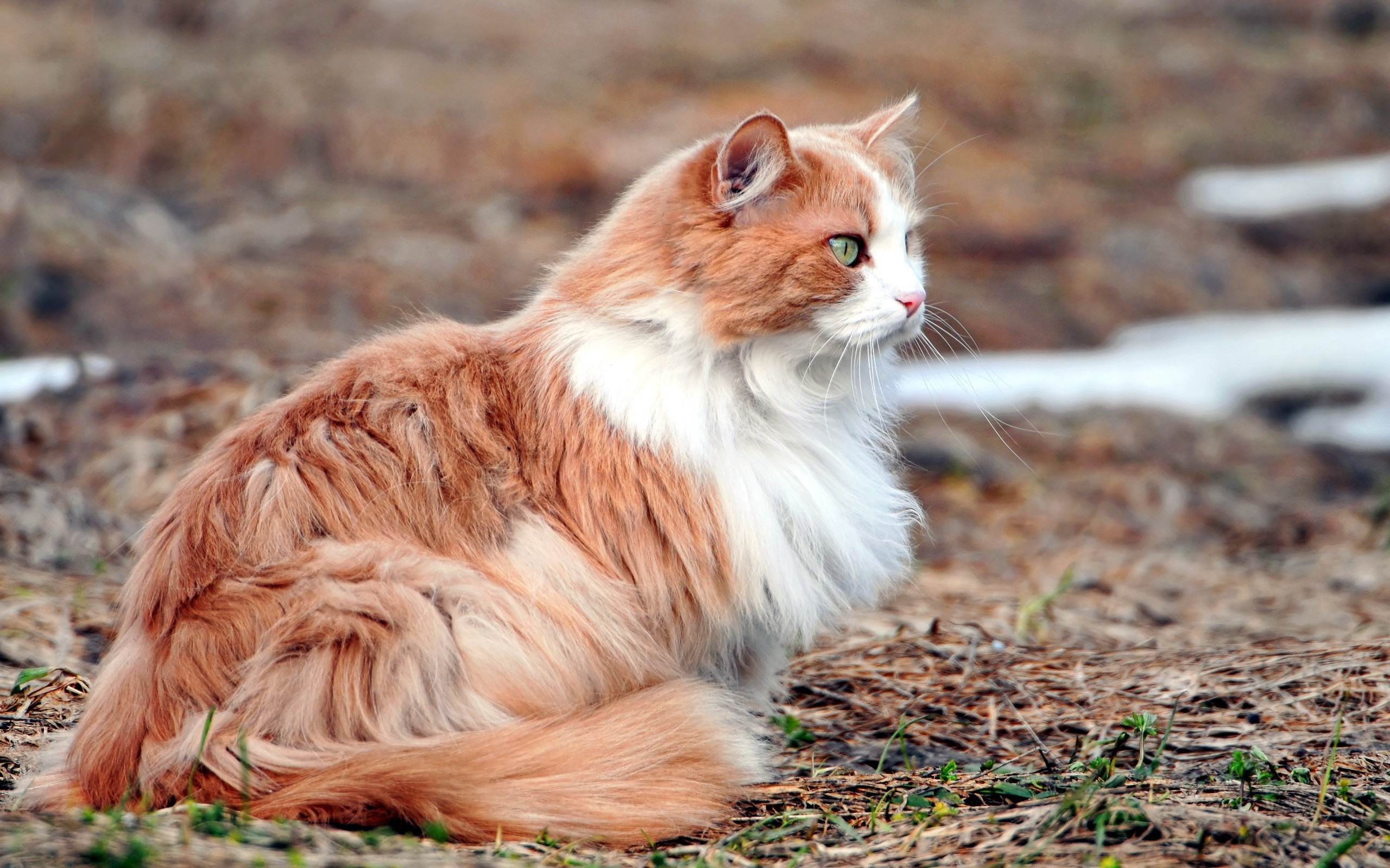 кот, коты, день