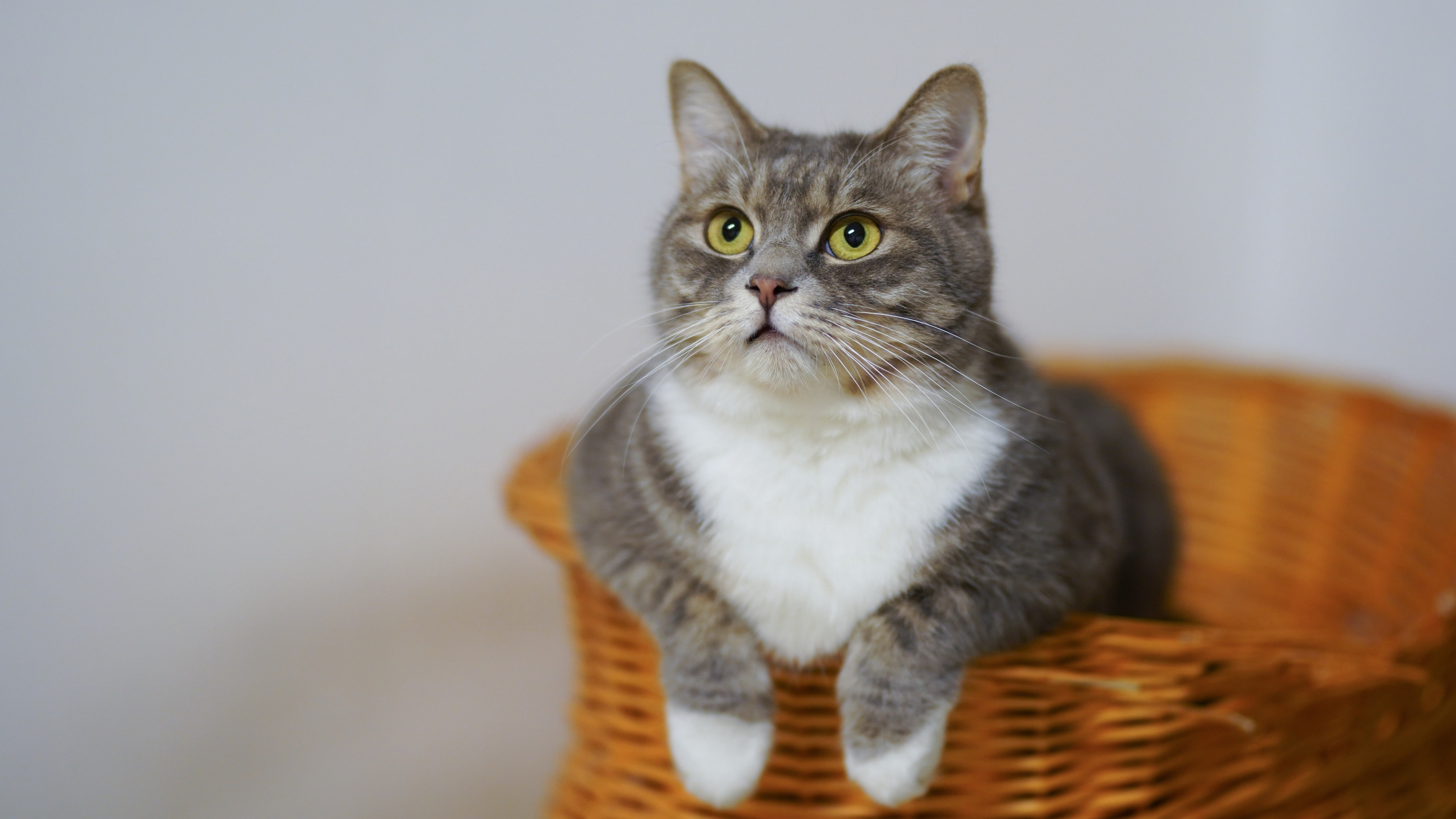 gato, cinza, branco