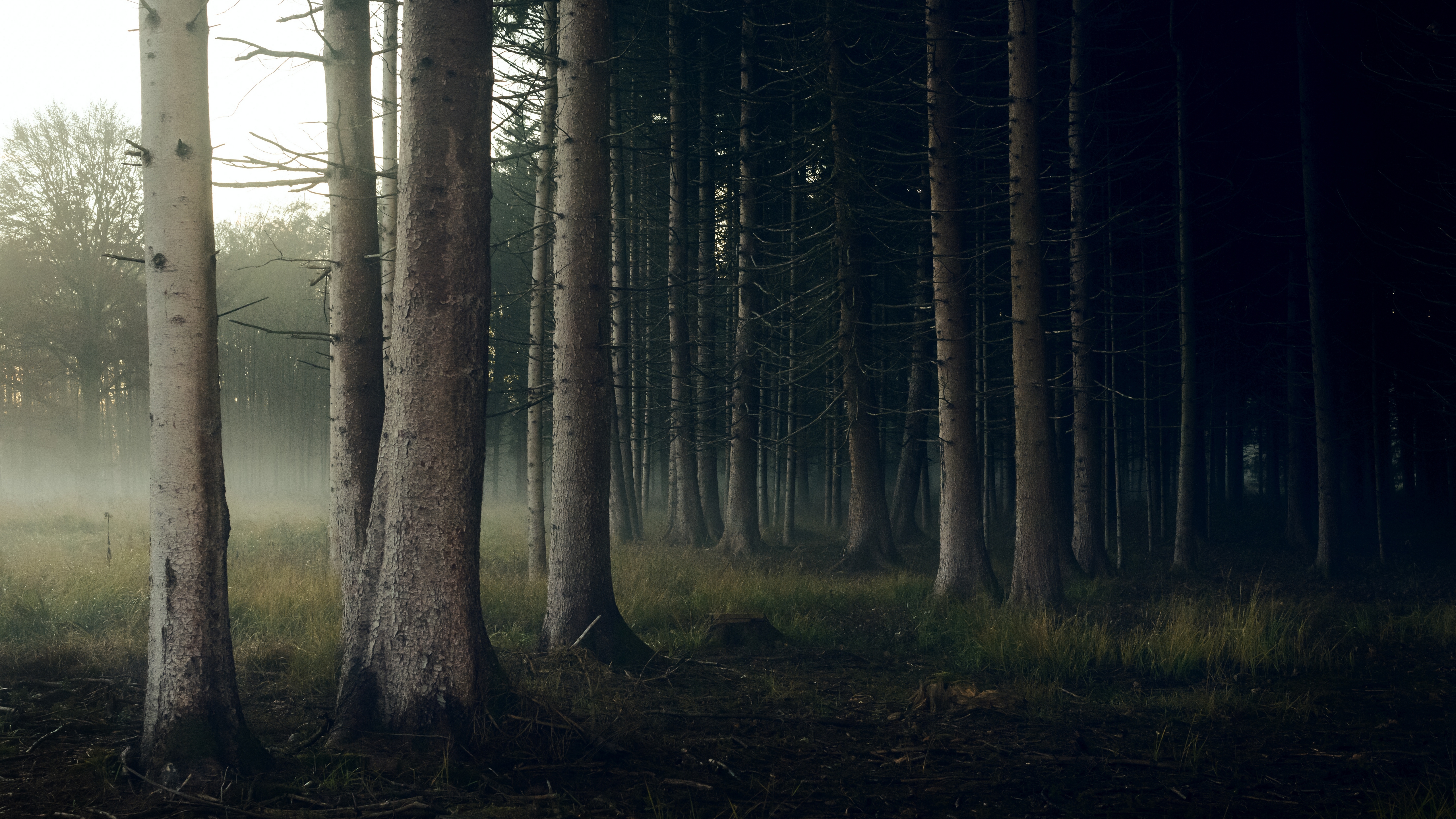 фор, дерево, природа