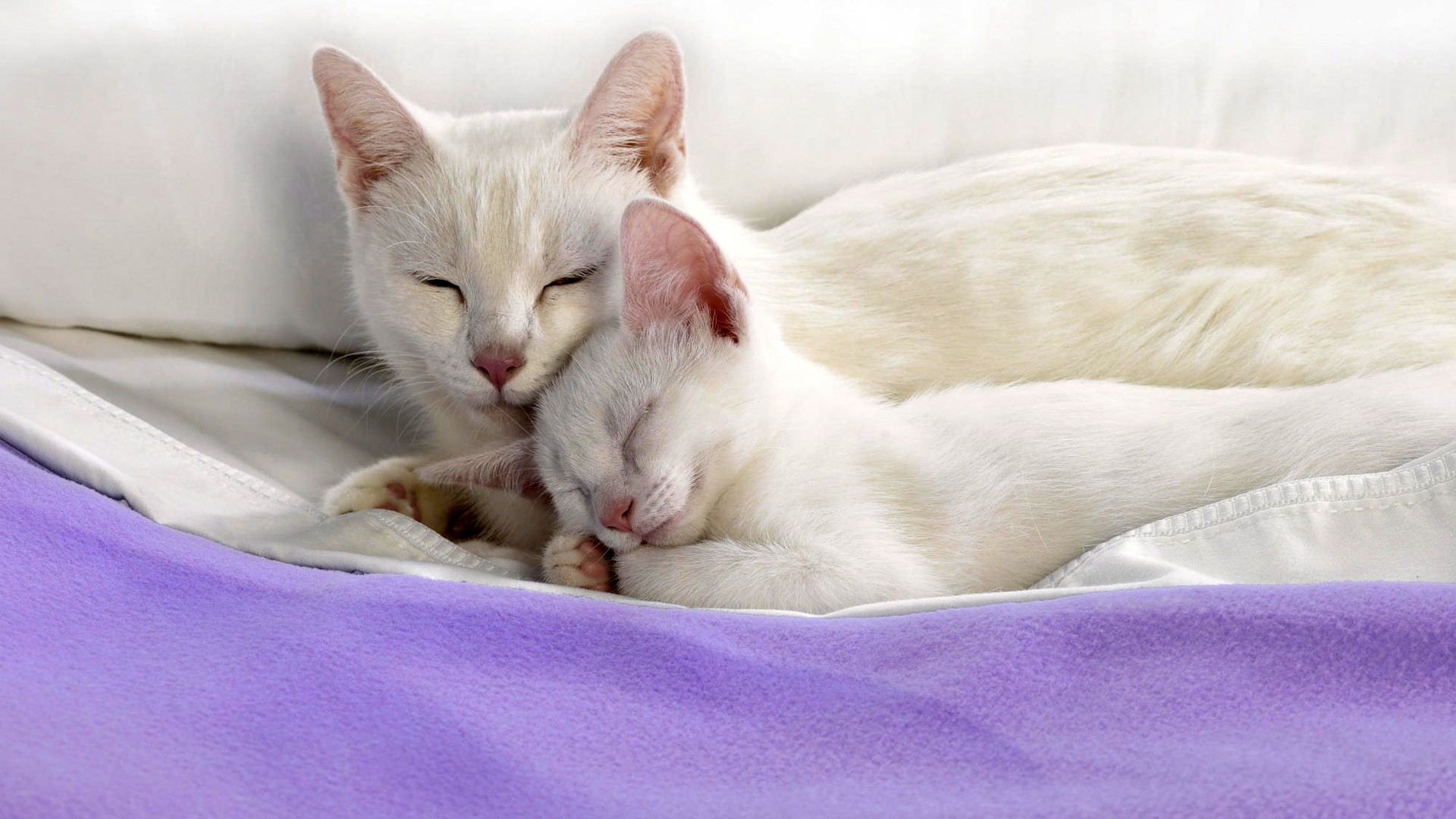 кот, спать, котенок