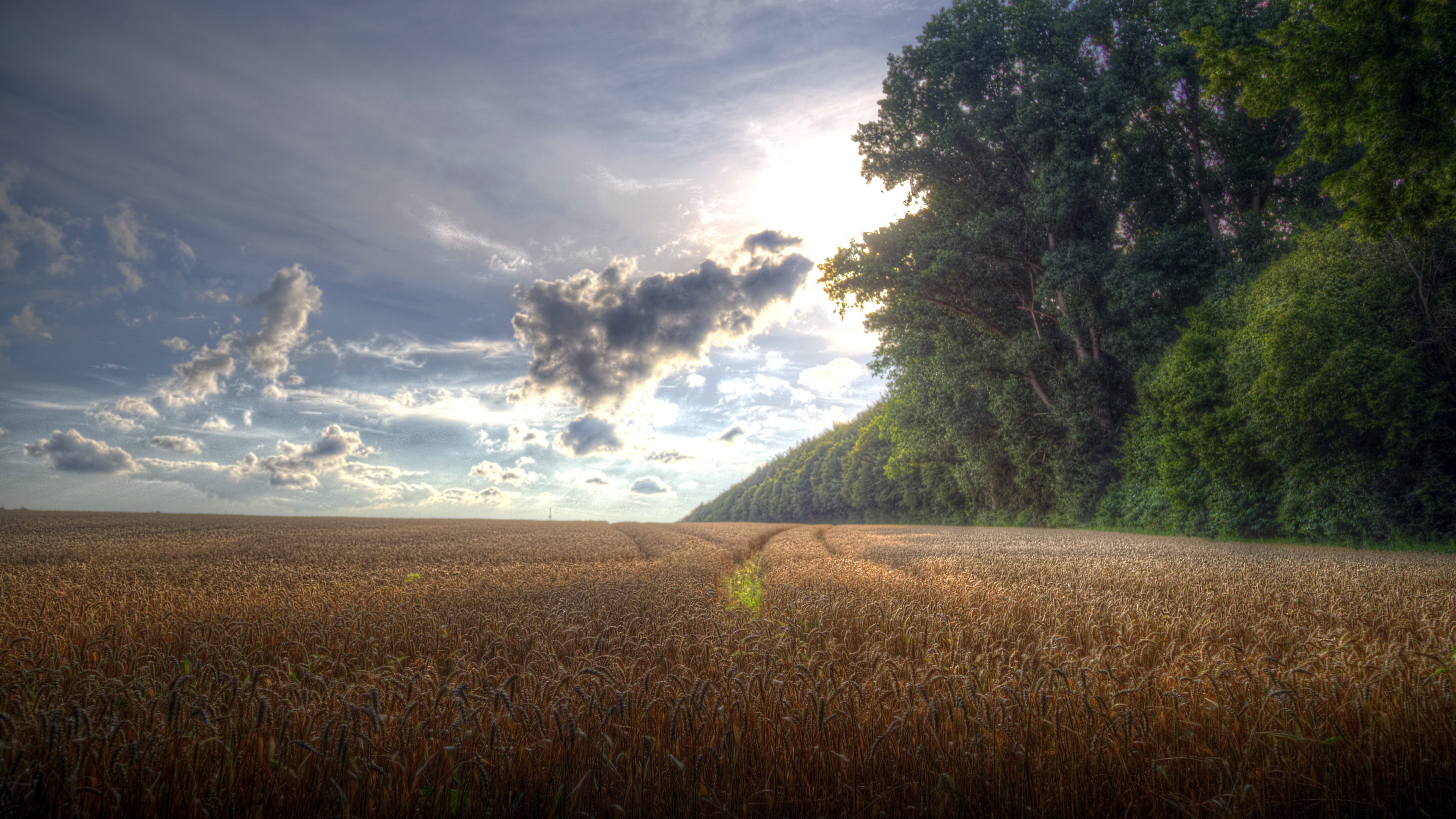 поле, небо, цветы