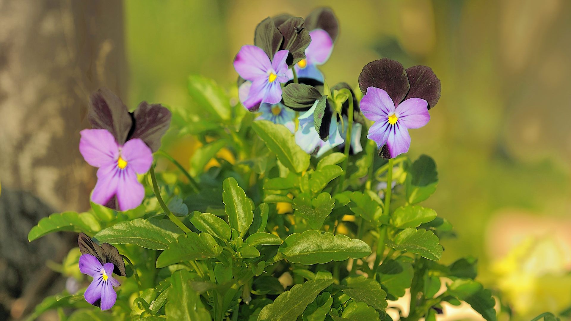 pansy