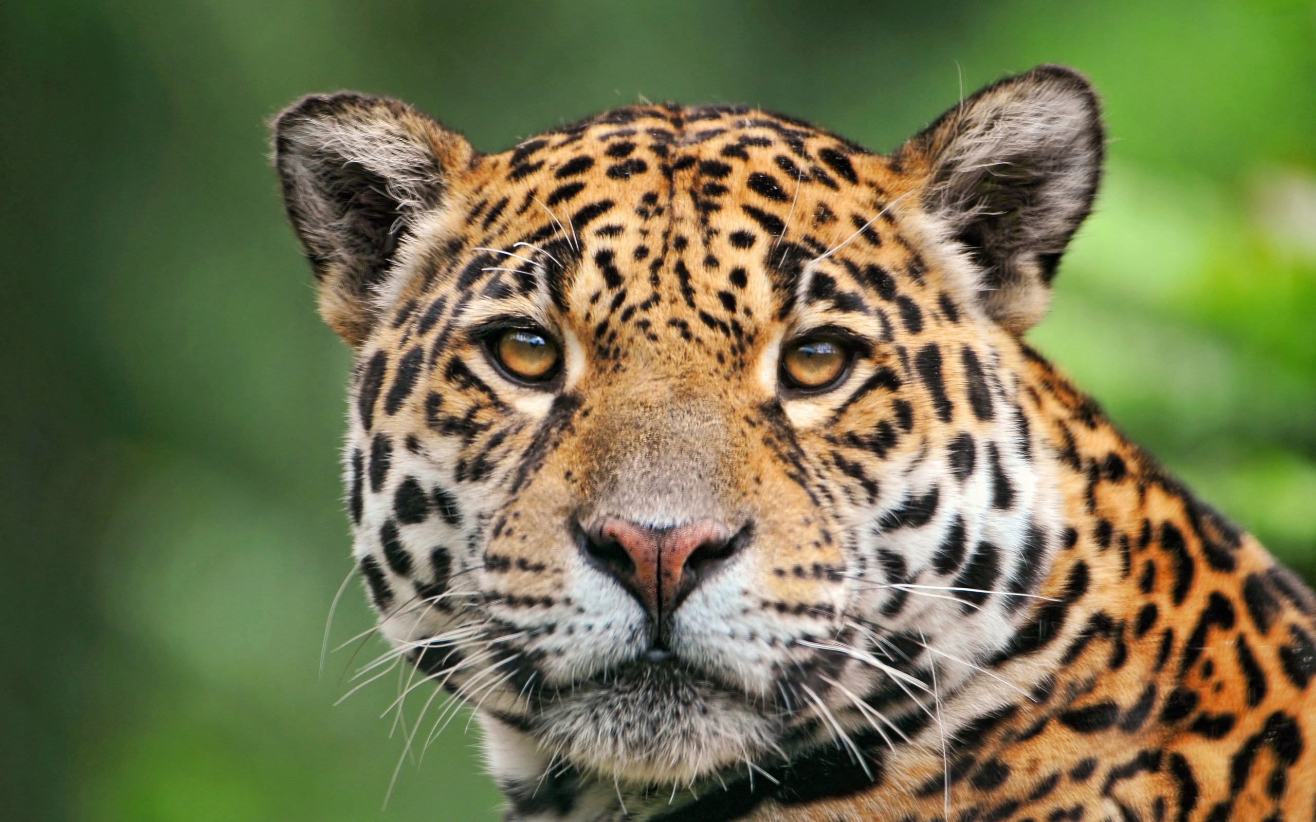 jaguar, красавец, животня