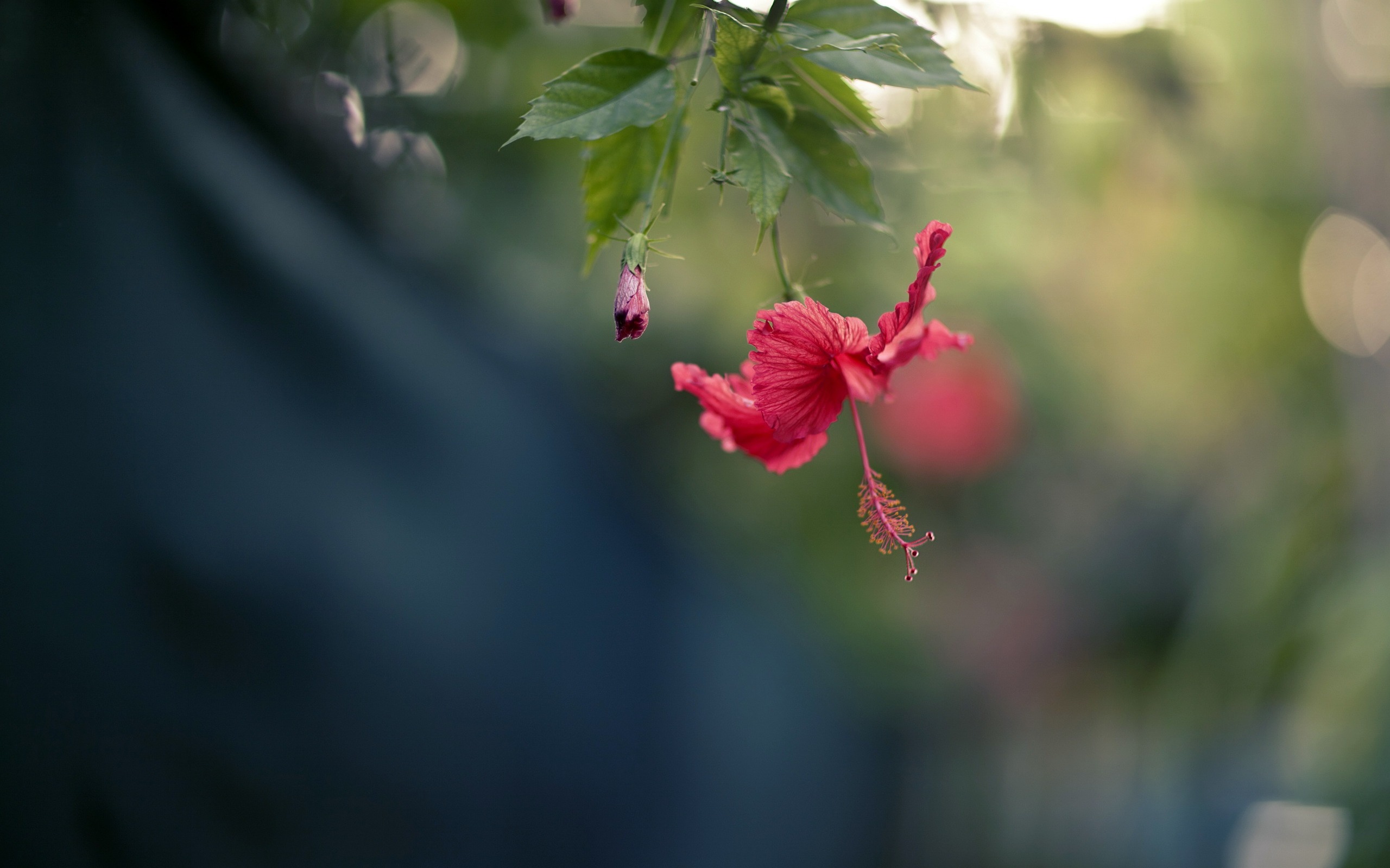 google, fuchsia, twitter