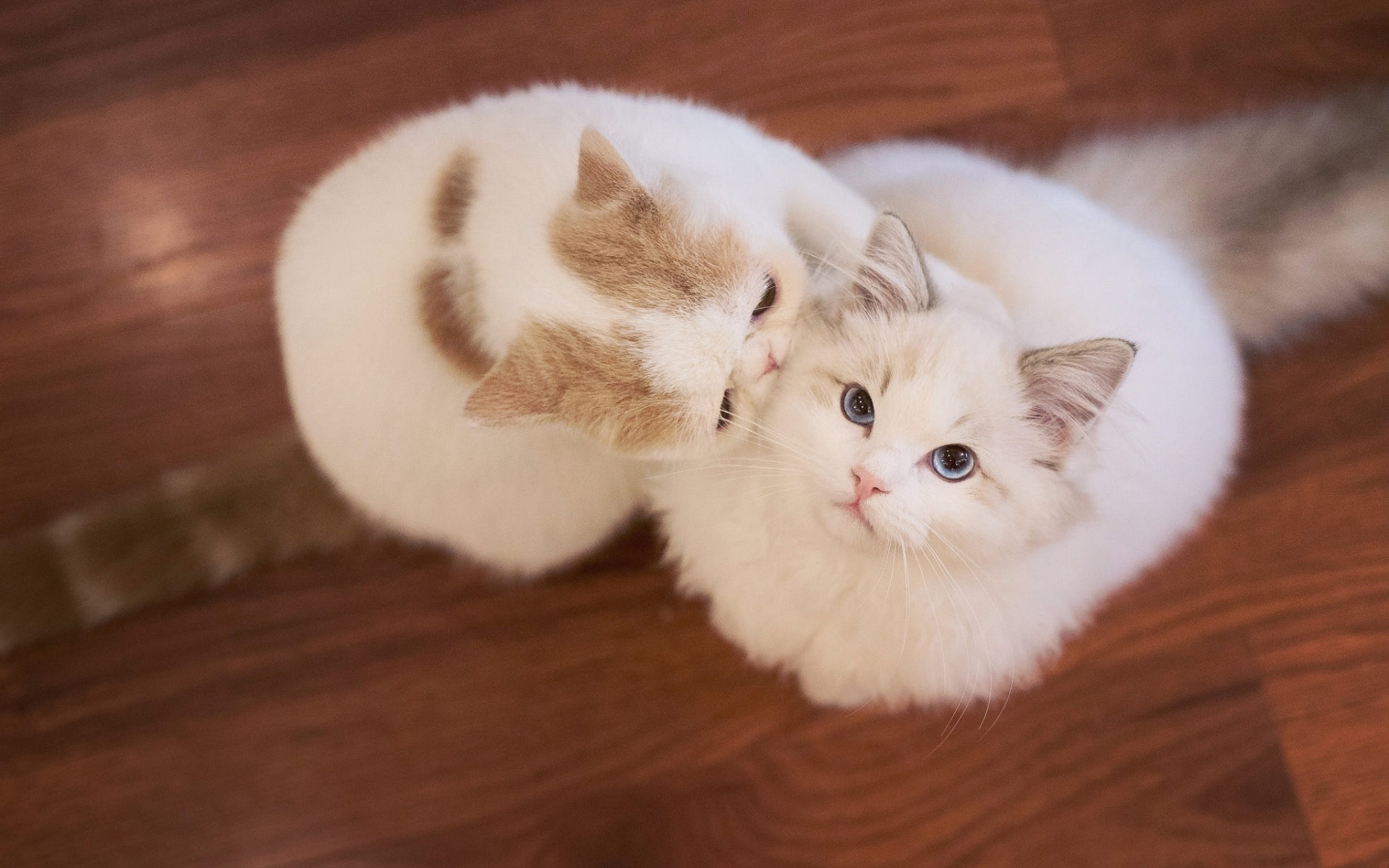 белый, милый