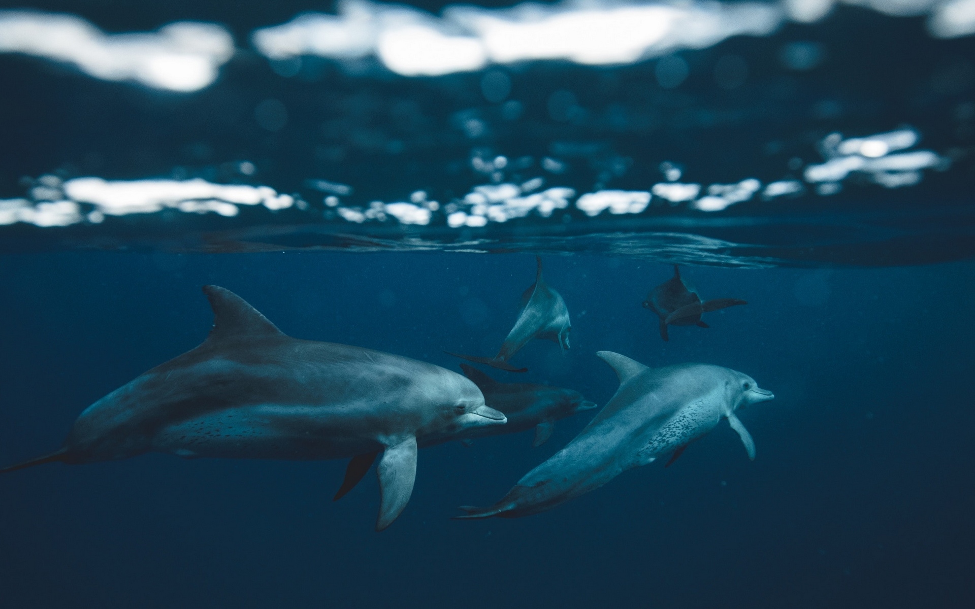 дельфин, yunuslara, bottlenose