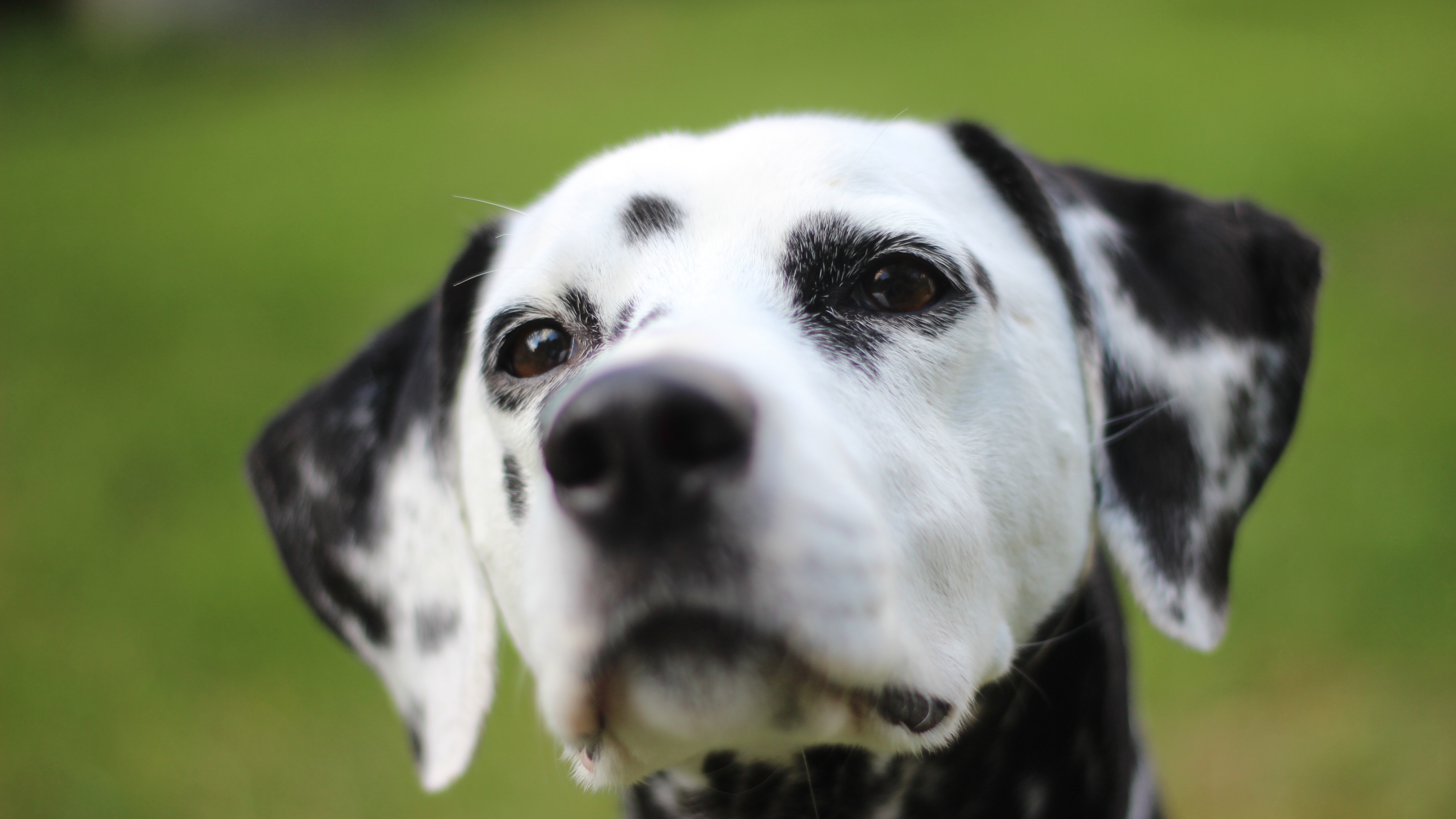 ecran, dalmatien, ласки
