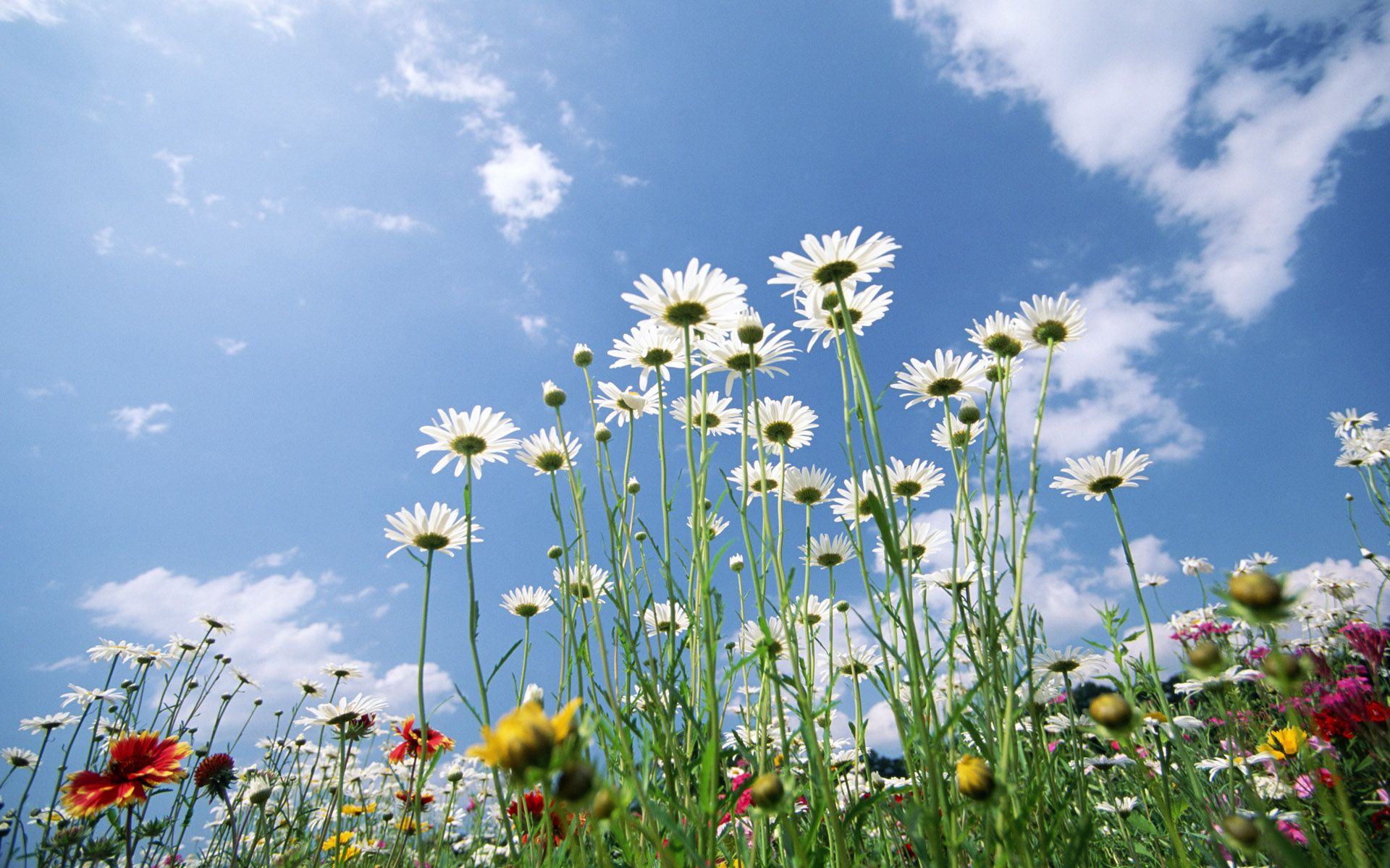 цвет, fiore, fiorus