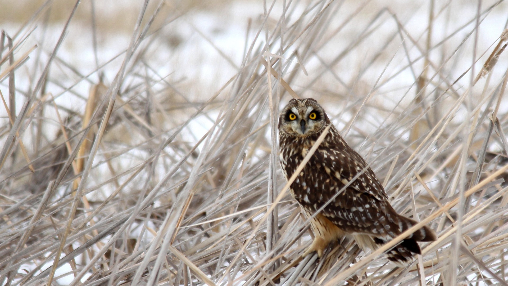 птица, сова, орлан