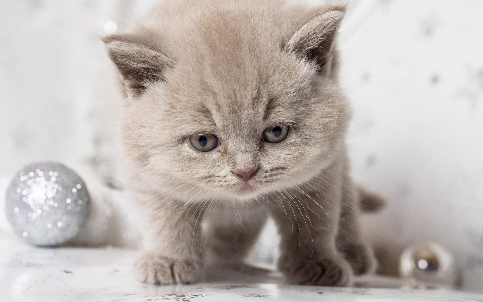 котенок, животное