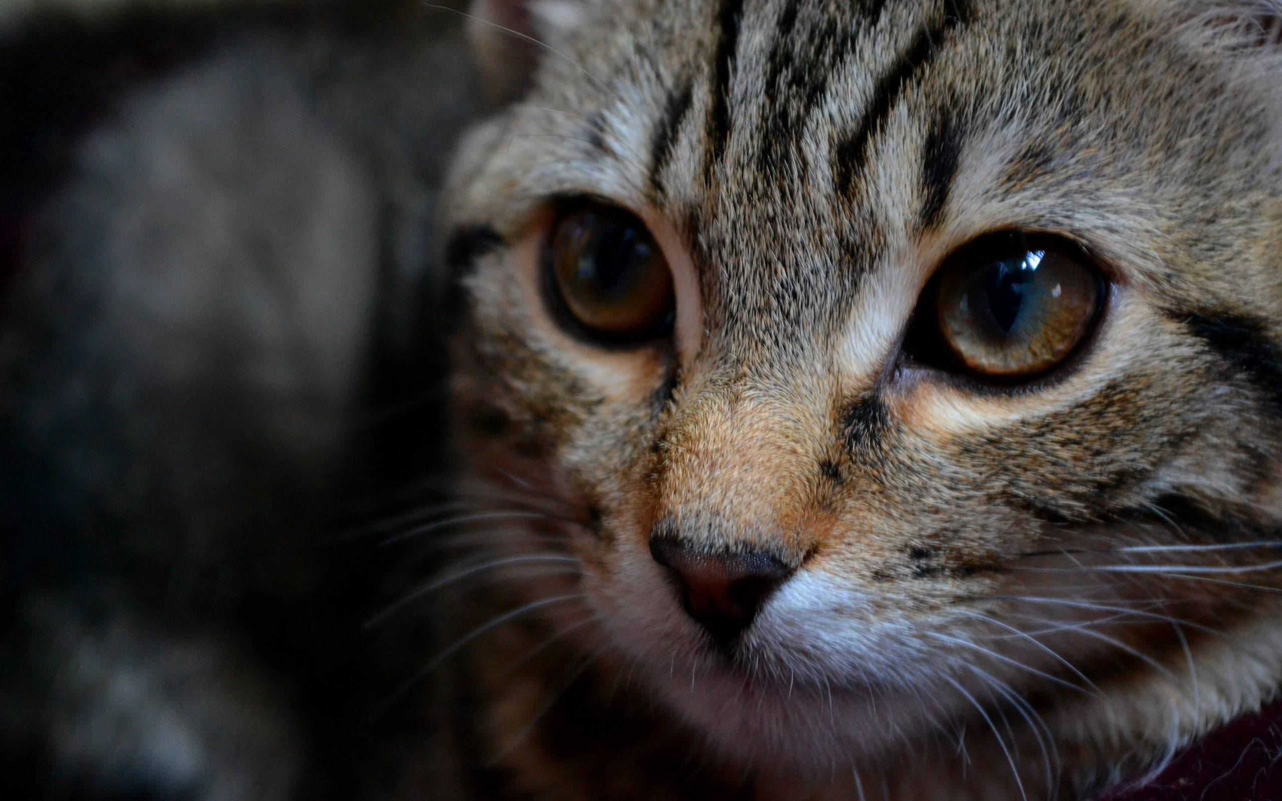 кошка, которая смотрит в камеру