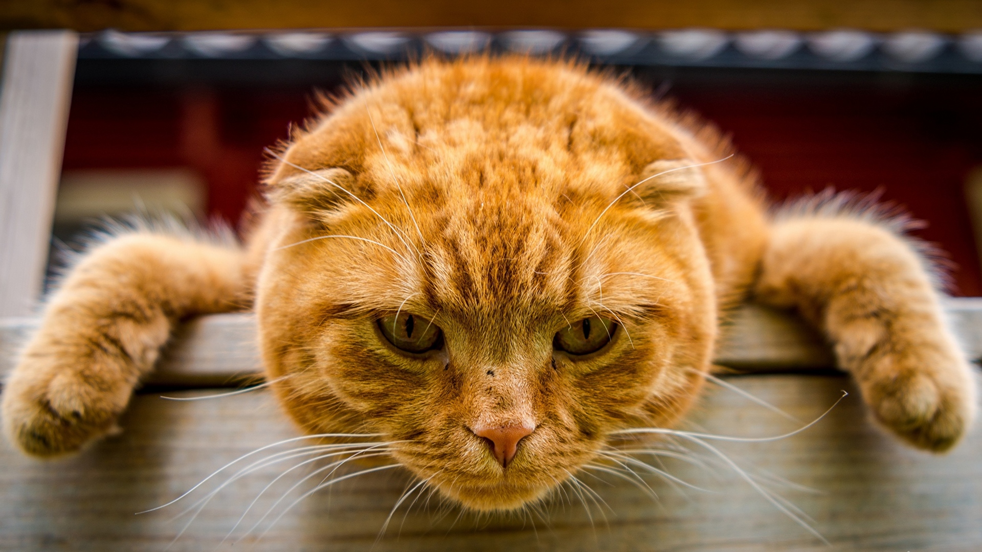 красная, рыжая