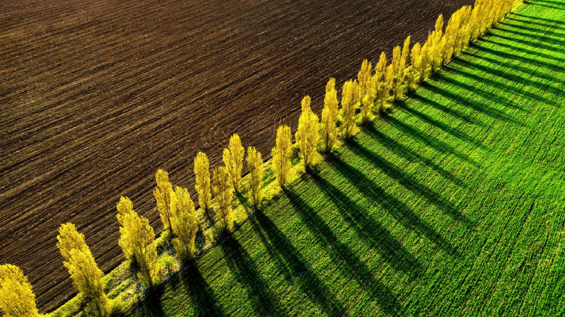 горячая пальма