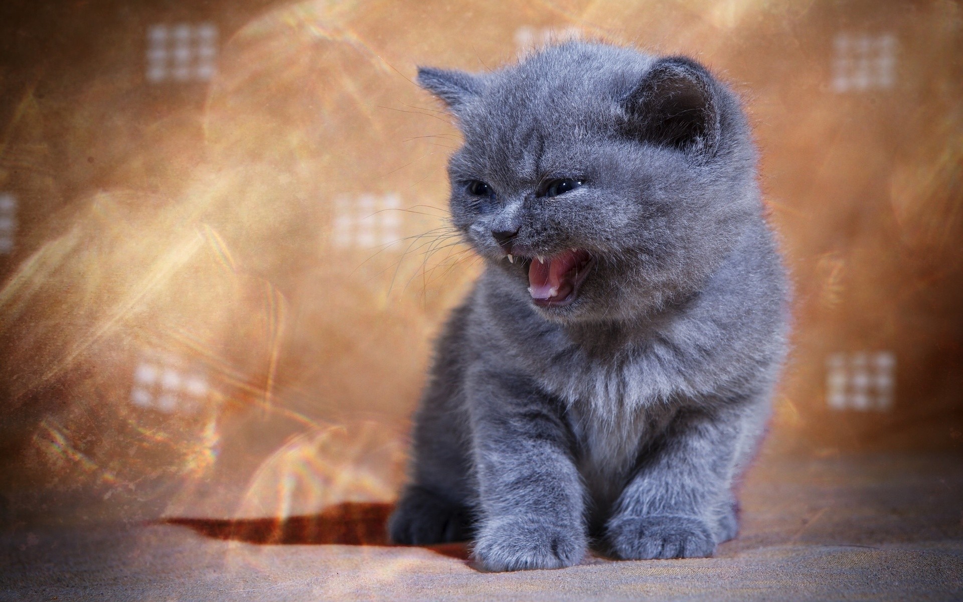 веселье, котенок
