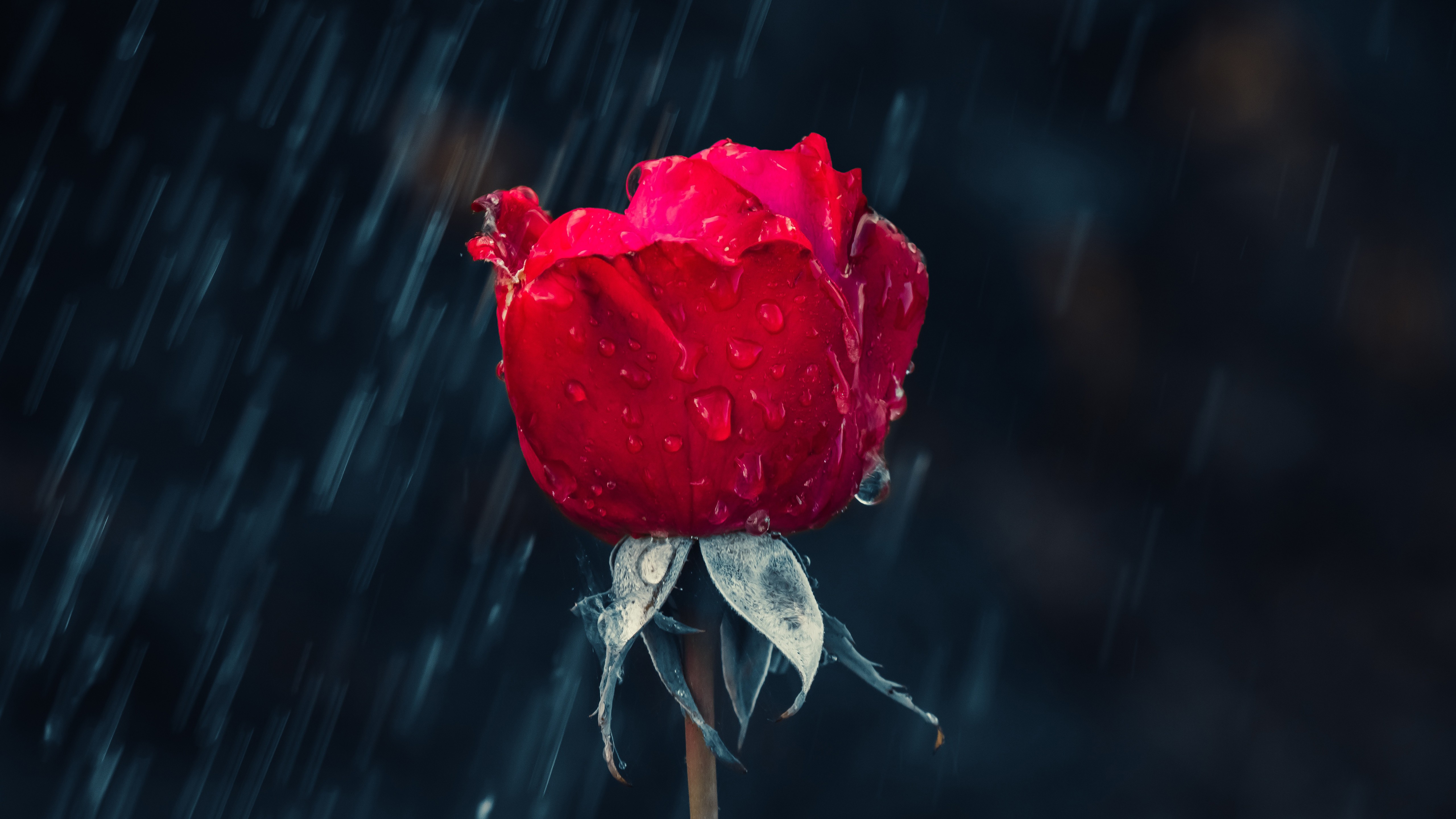 На черном фоне алая роза под дождем