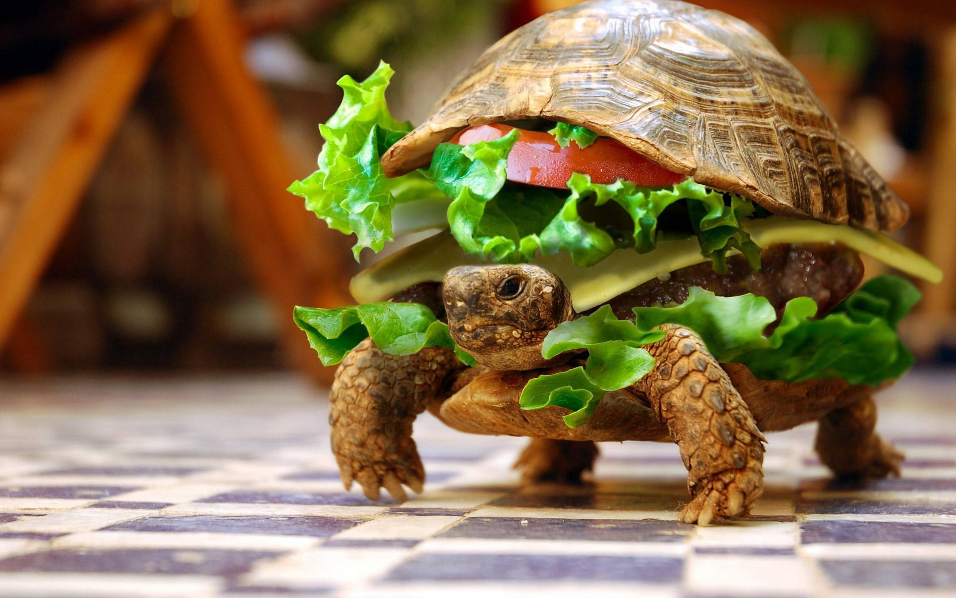 черепаха, burger, гамбургер