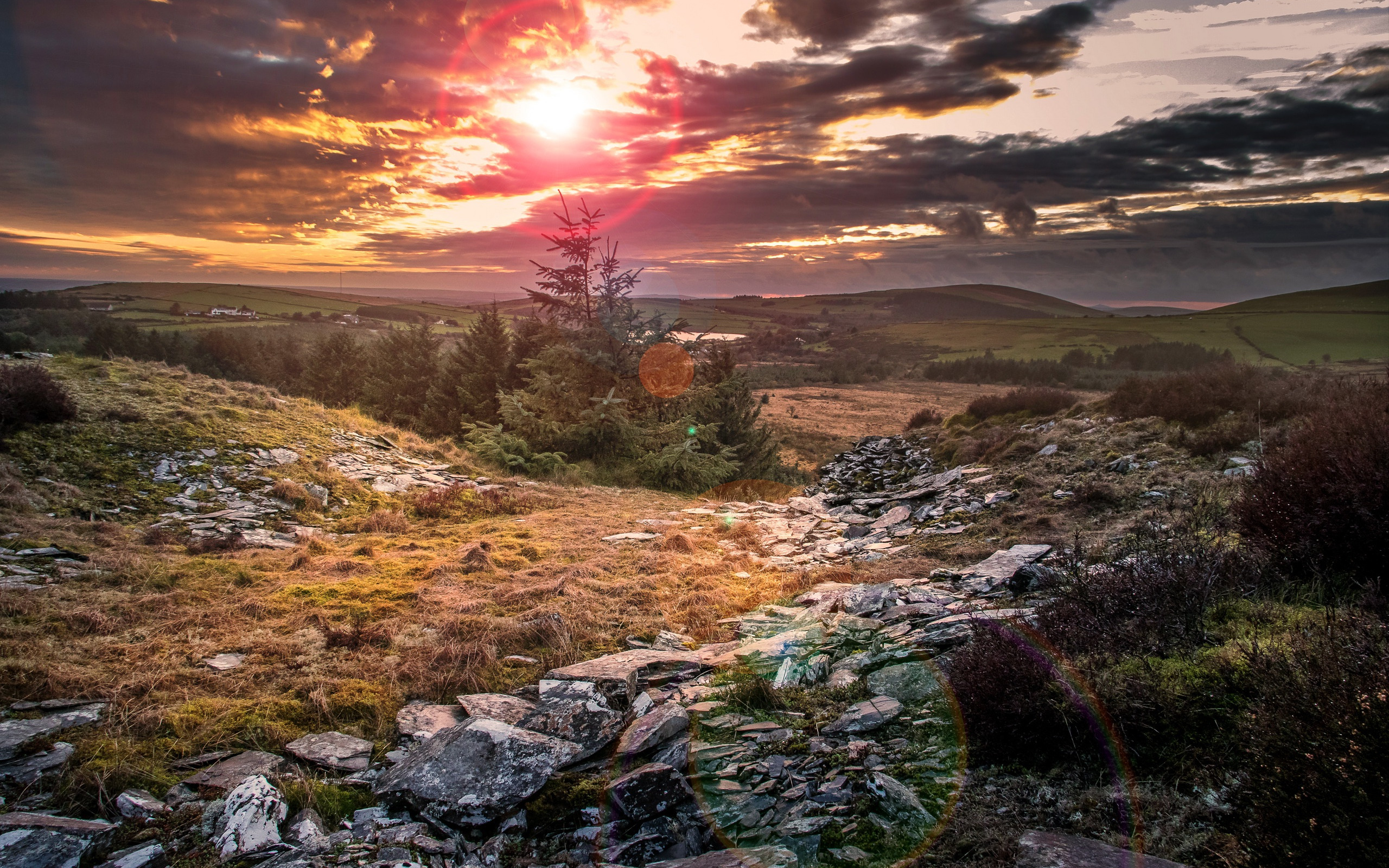 поле, природа, утро