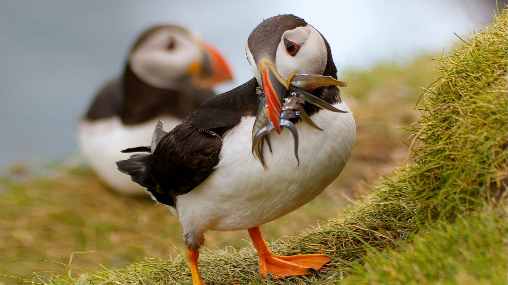 есть две птицы, которые стоят на траве