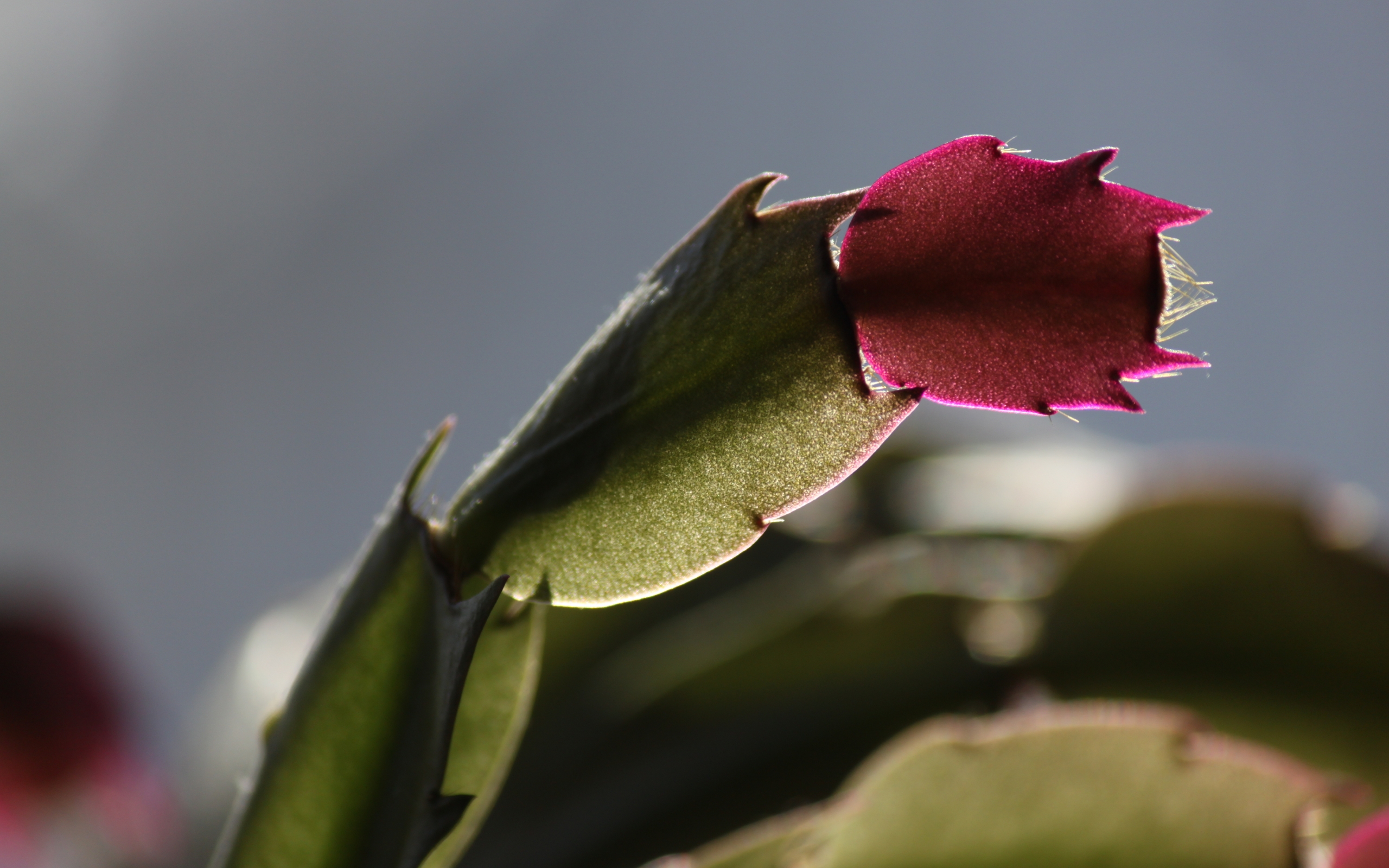 есть розовый цветок, который растет из зеленого растения