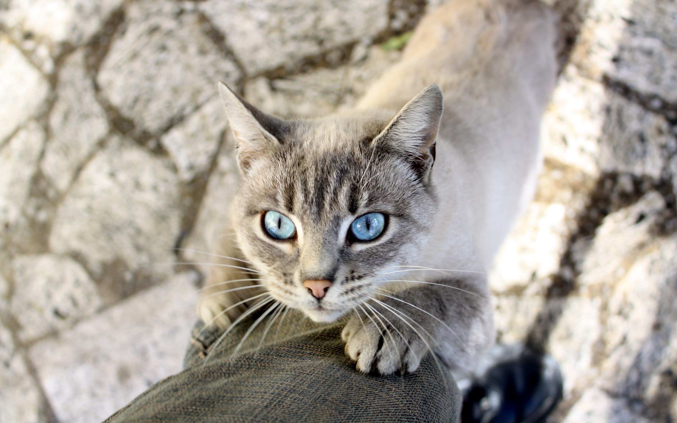 кот, глаза, животных