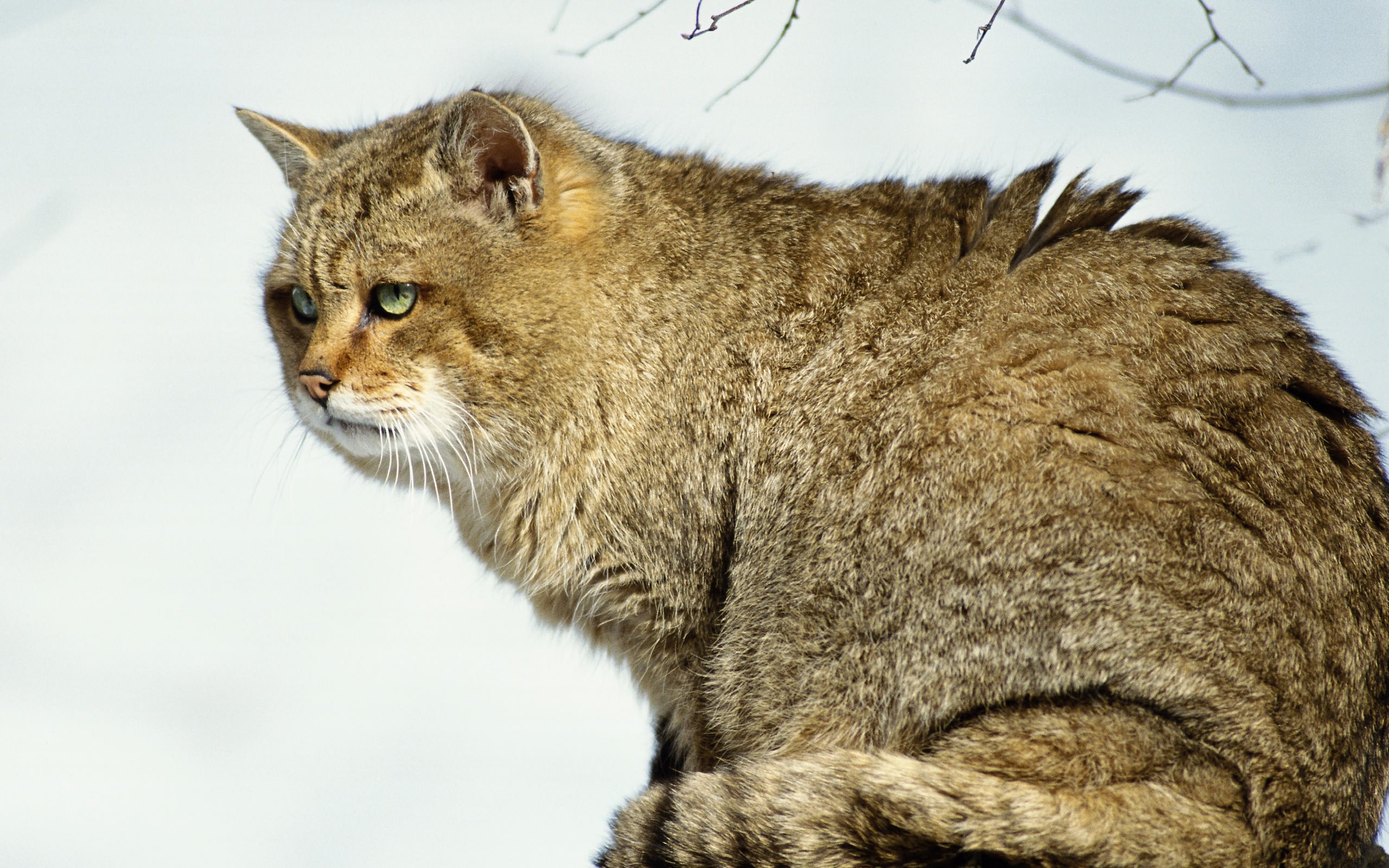 кот, дальневосточный, лес