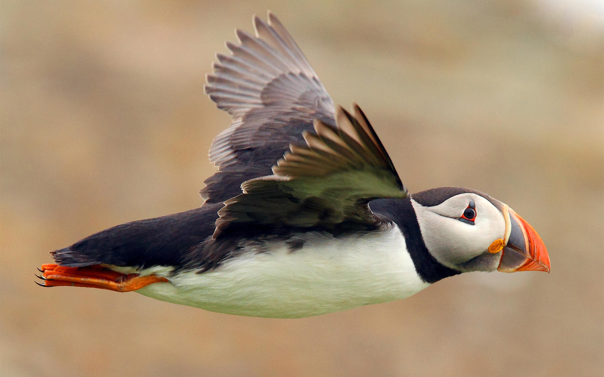 frailecillo, volando