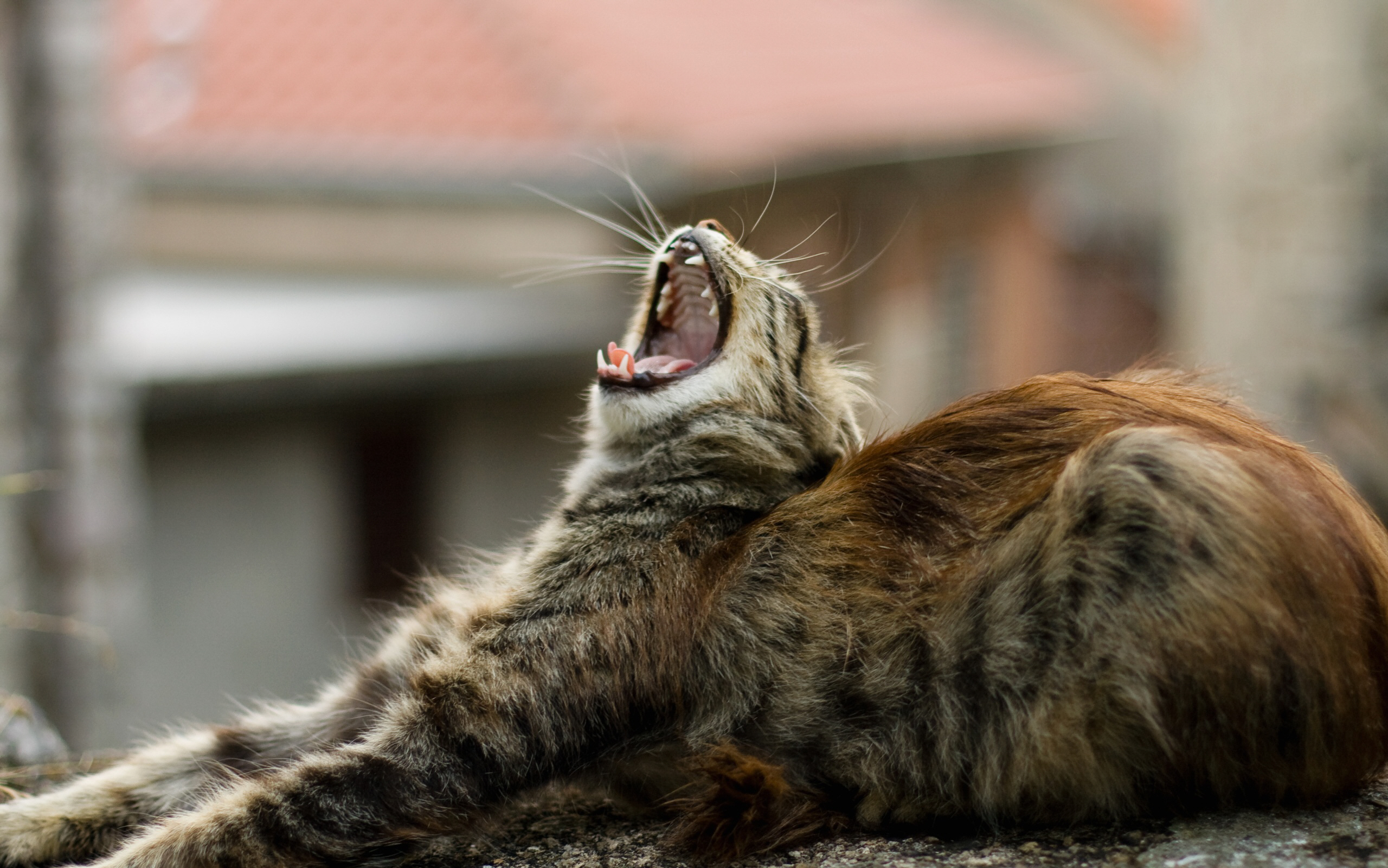коты, мартовские, кошки
