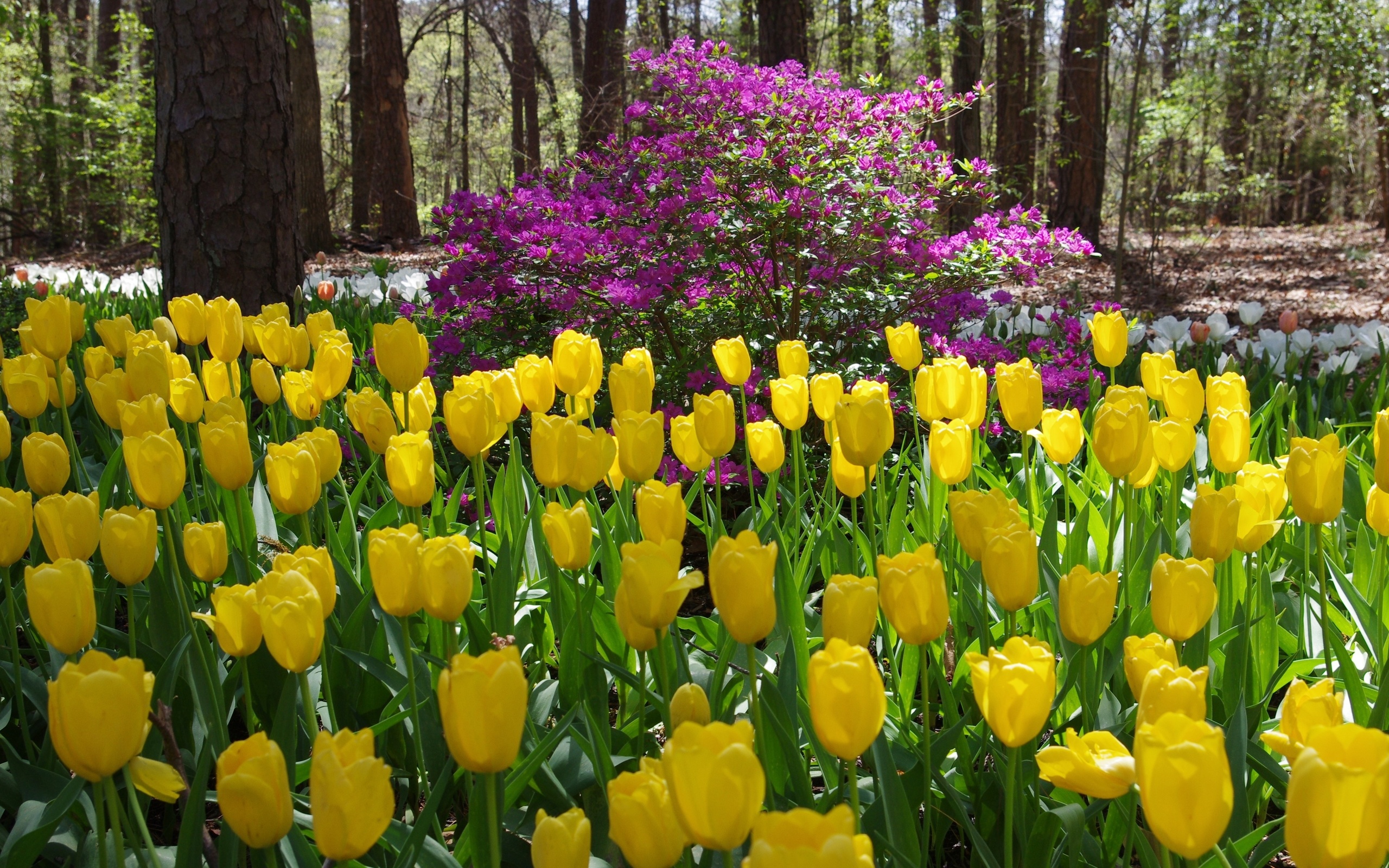 Желтые тюльпаны на клумбе. Garvan Woodland Gardens. Тюльпан Лесной. Лесной тюльпан жёлтый. Тюльпаны в саду.