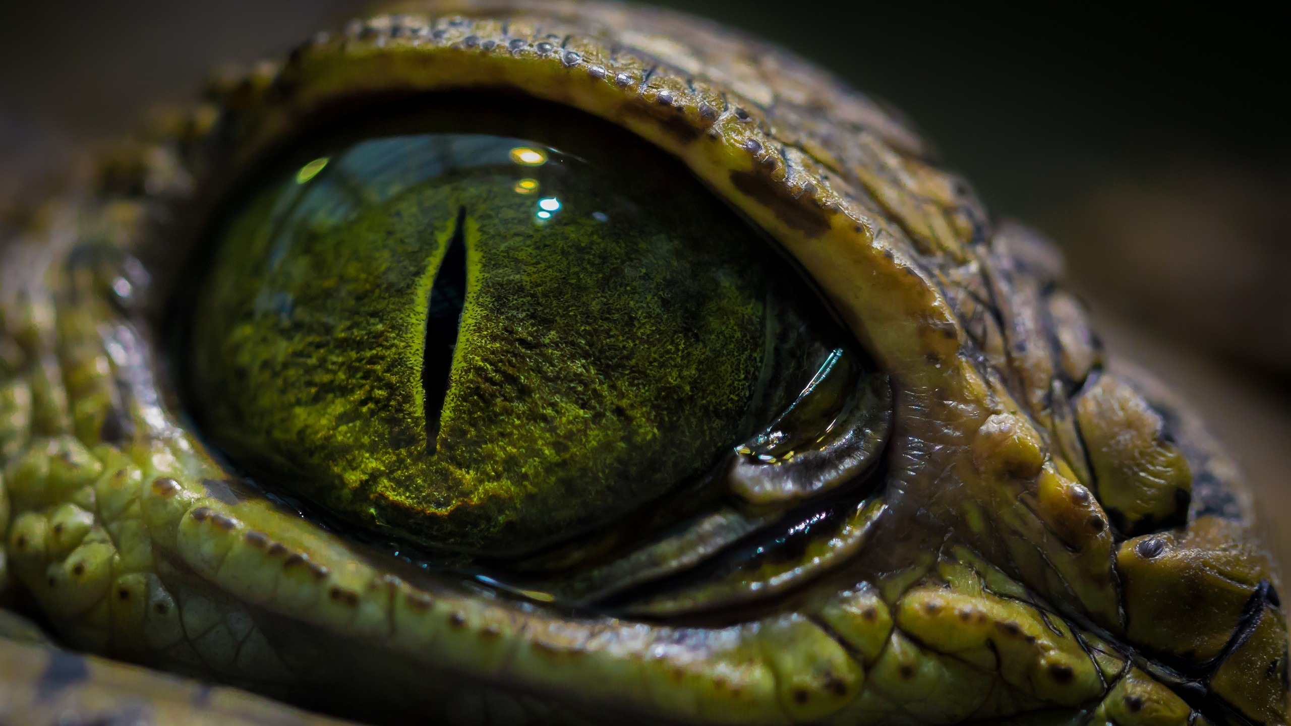 глаз, reptile, рептилии