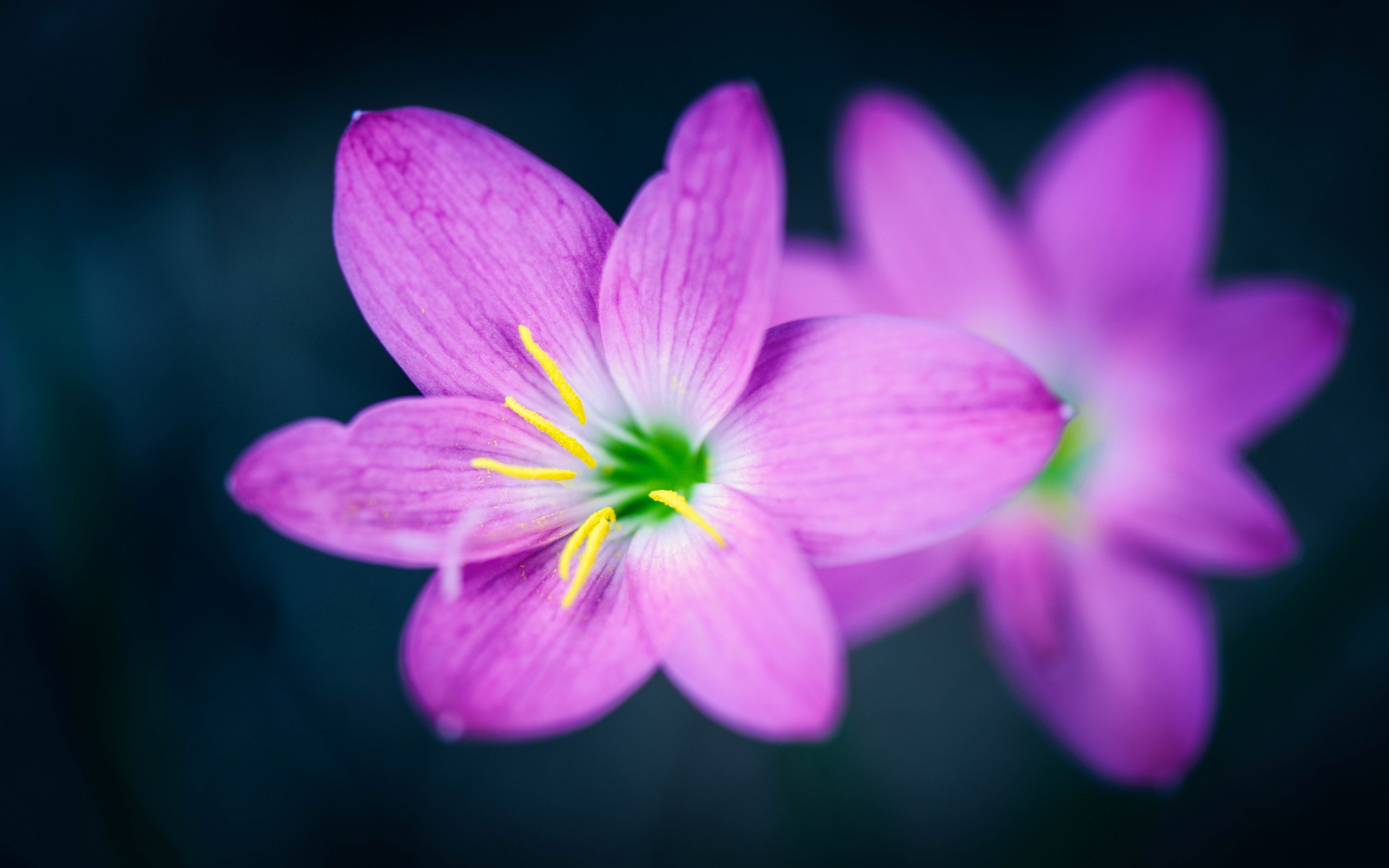 orquídea, крупным планом, rosa